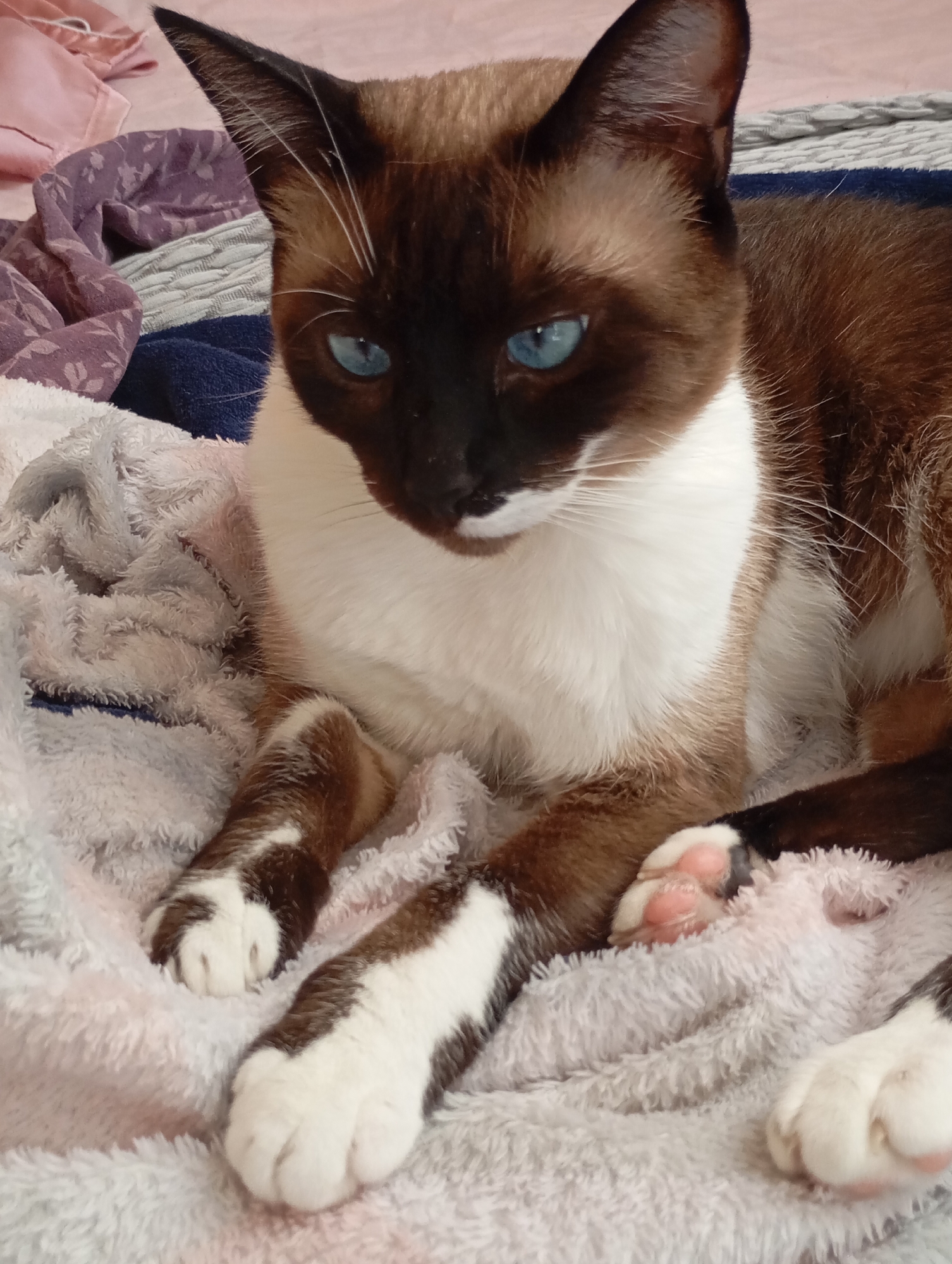 Siamese cat relaxing on blankets, Batumi home