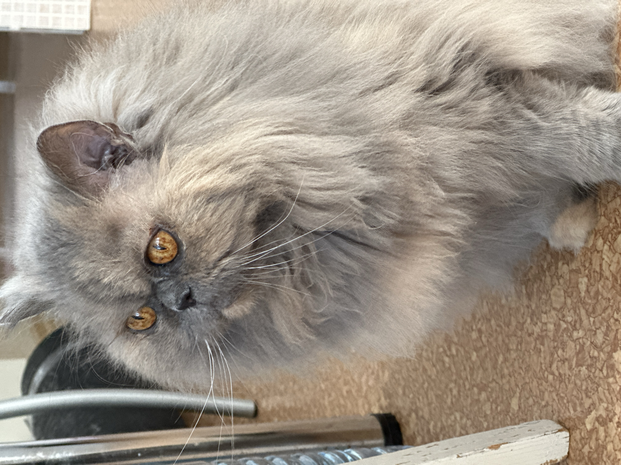 Lazy summer morning: cats, coffee, and outdoor wandering in Chaikovsky
