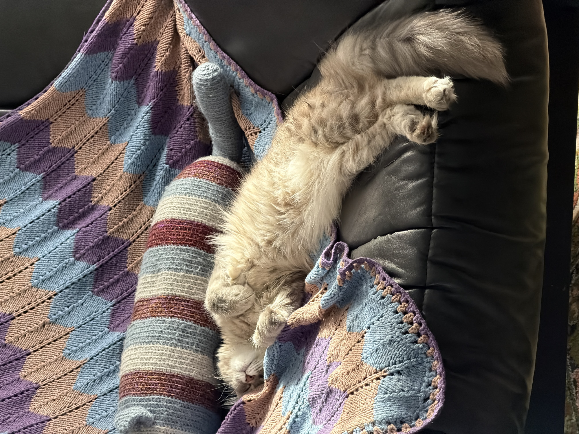 Woman's morning routine with pets captured in Sarapul home