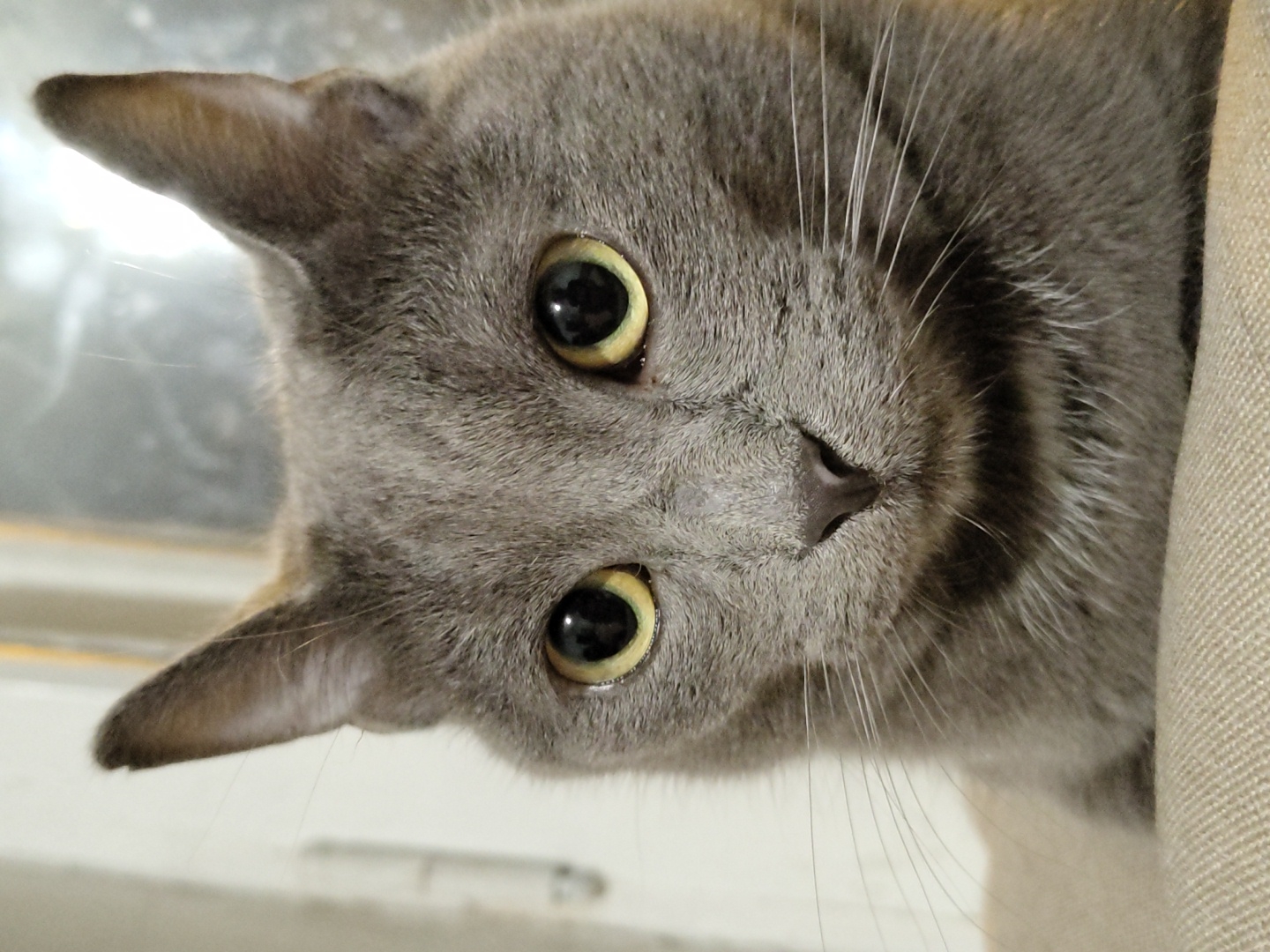Cat portrait session captures multiple breeds and personalities