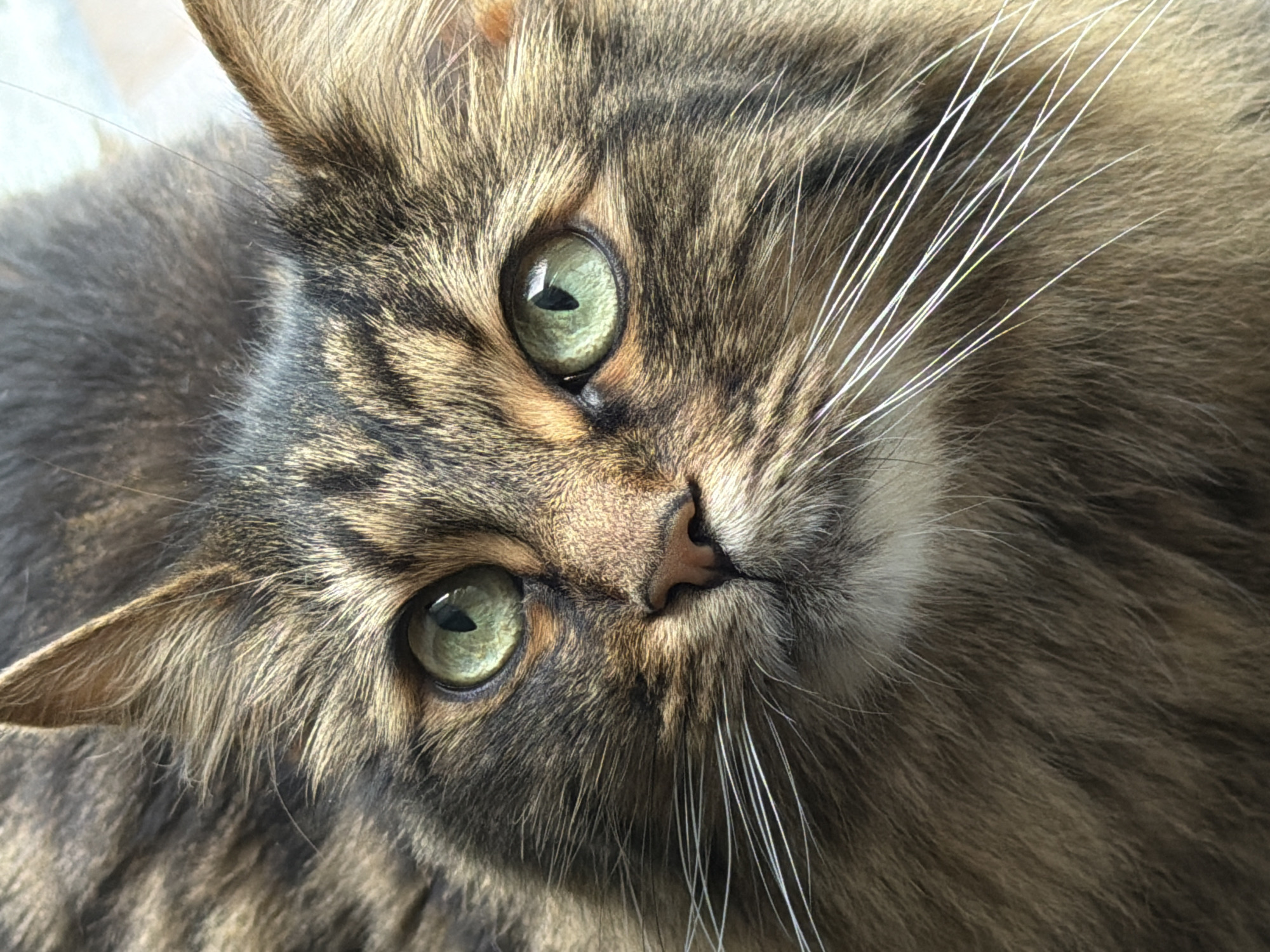 Tabby cat portrait session with green eyes and fluffy fur