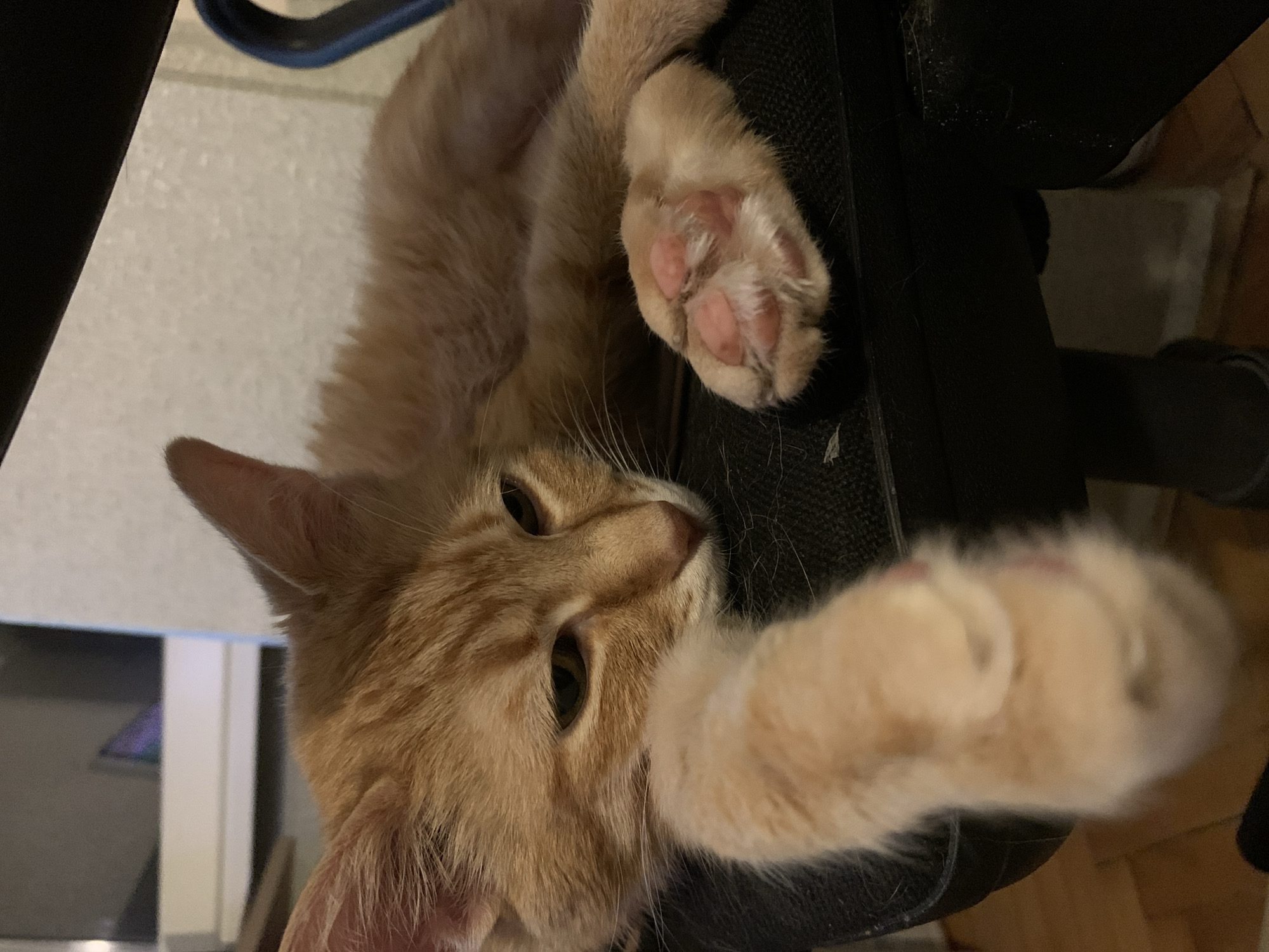 Orange tabby naps on office chair in Stara Zagora