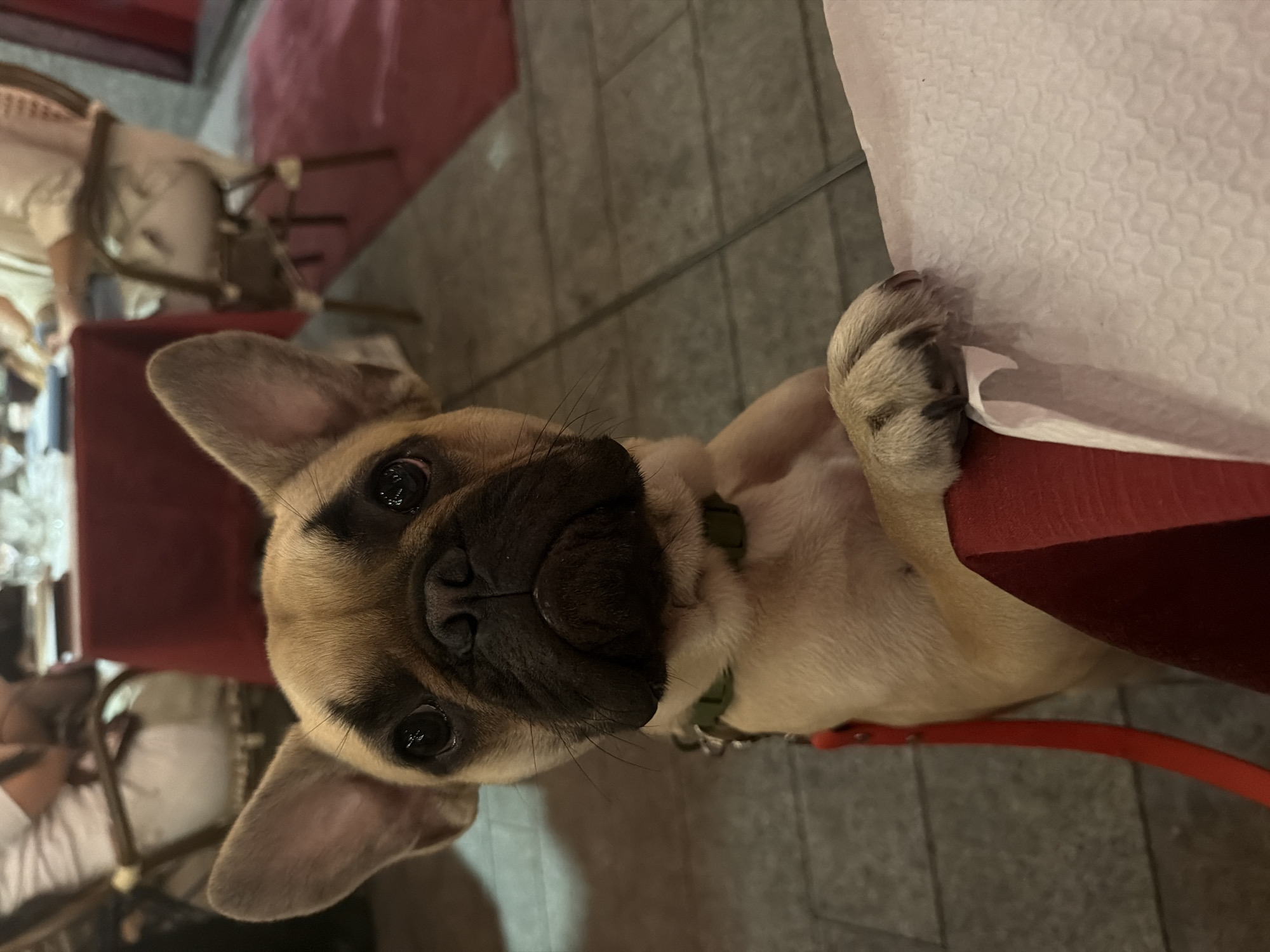 French Bulldog joins dinner at Milan restaurant