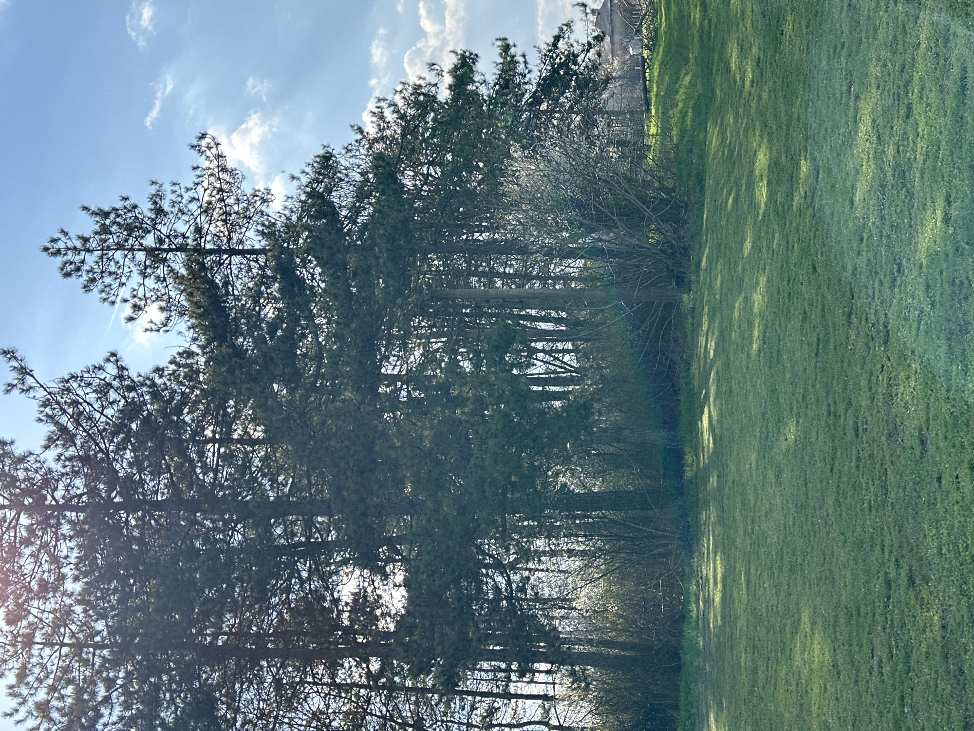 Sunny afternoon captures peaceful grassy field in Balkantsi, Bulgaria