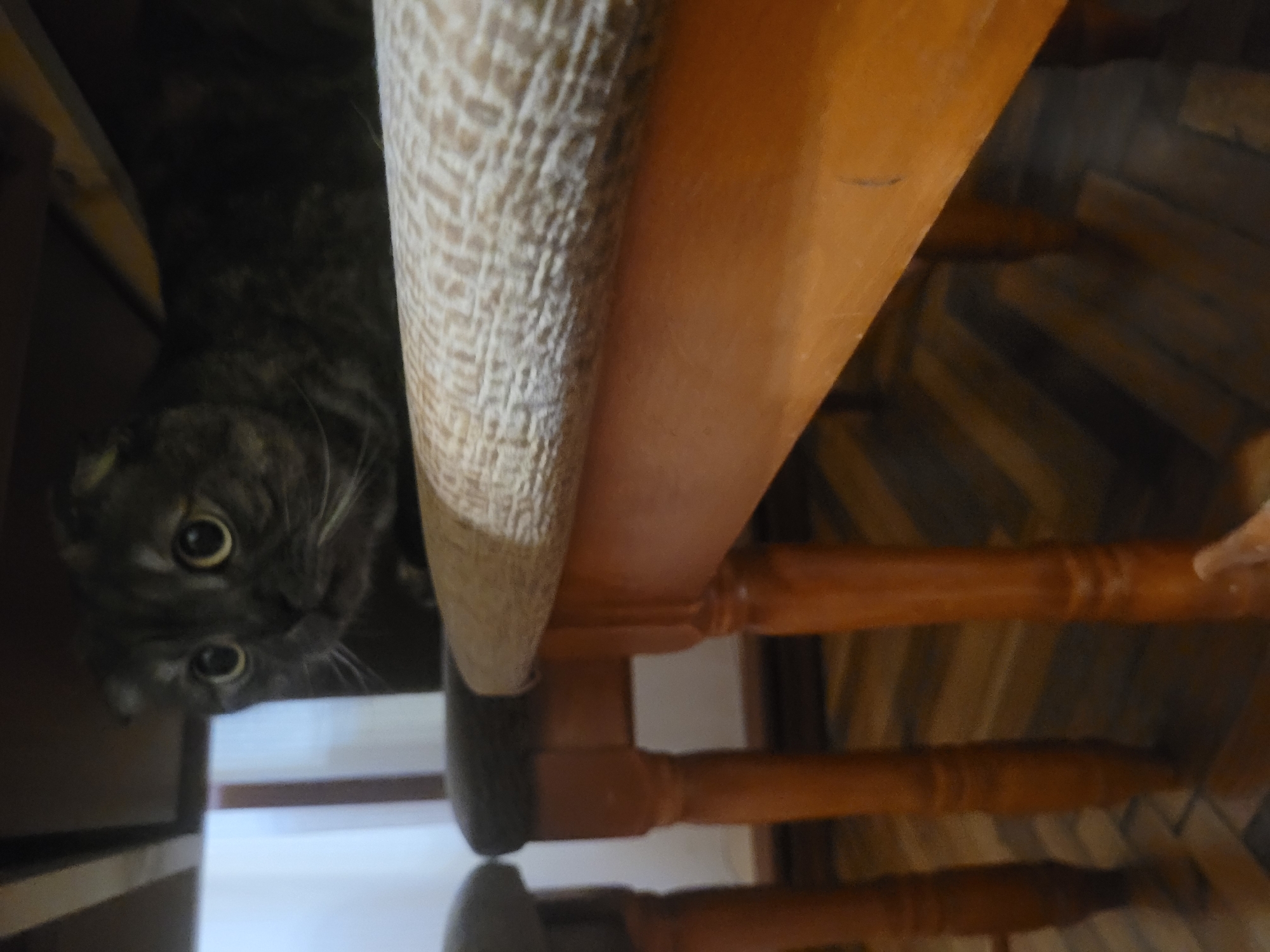 Pet moments captured indoors in Izhevsk