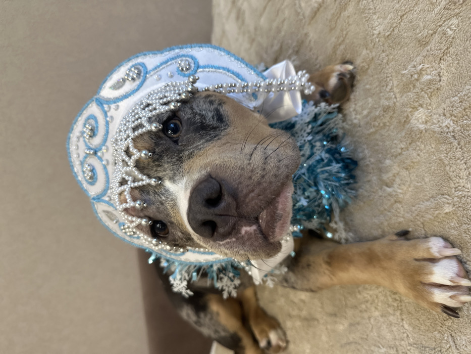 Pet owner documents winter day with merle bully dog