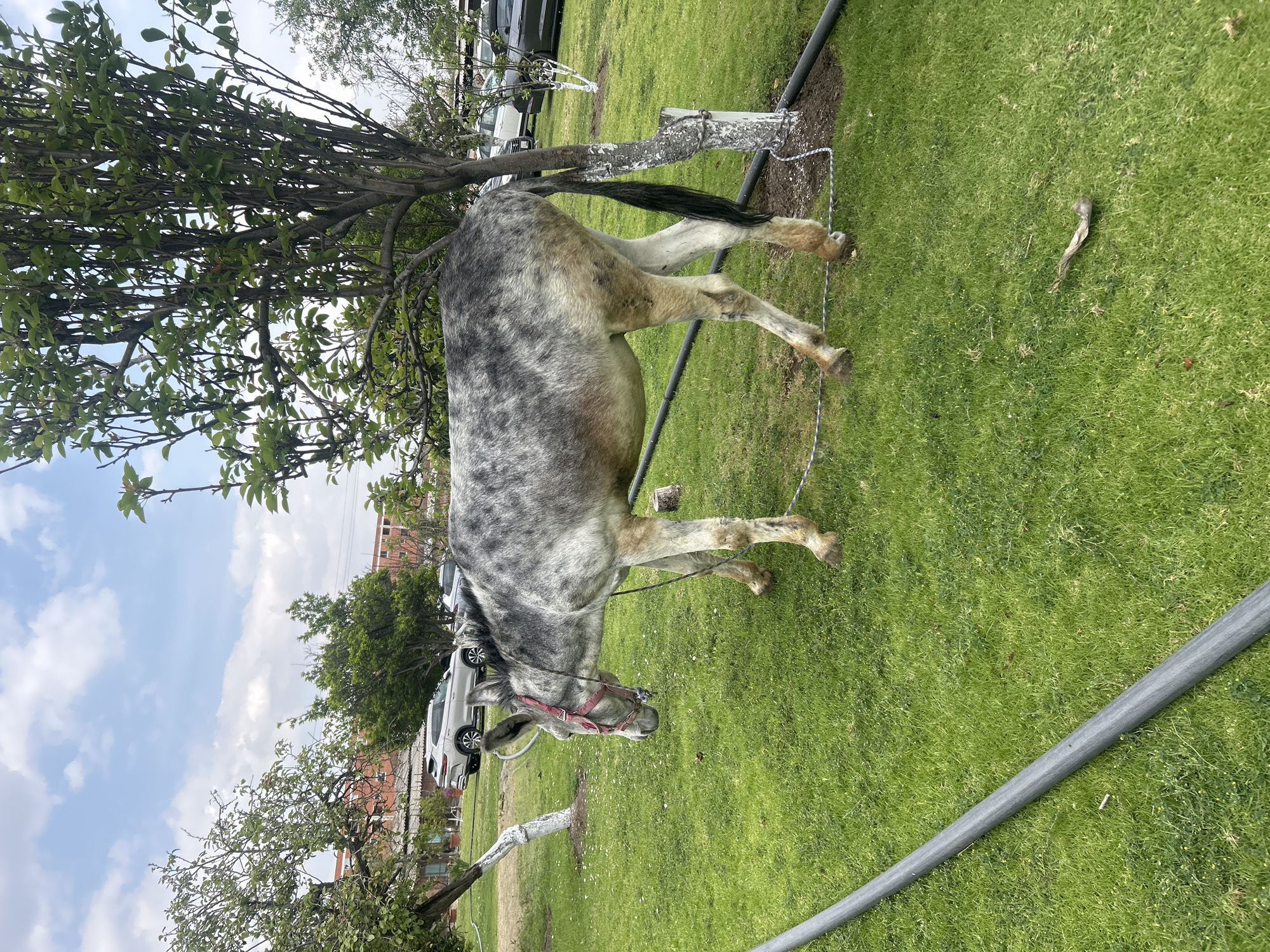 Gray horse grazes in urban grassy area