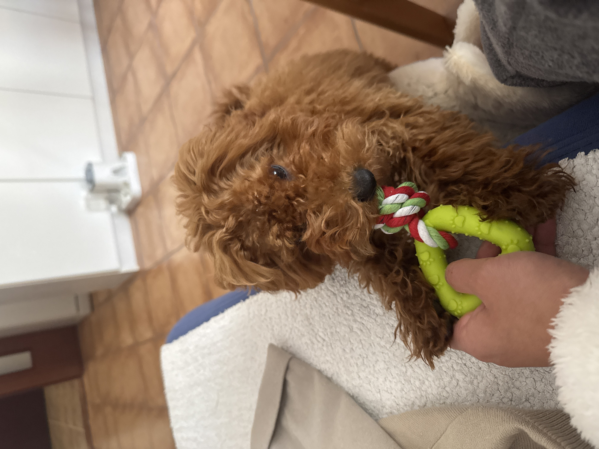 Morning playtime with curly-haired dog in Sutomore home