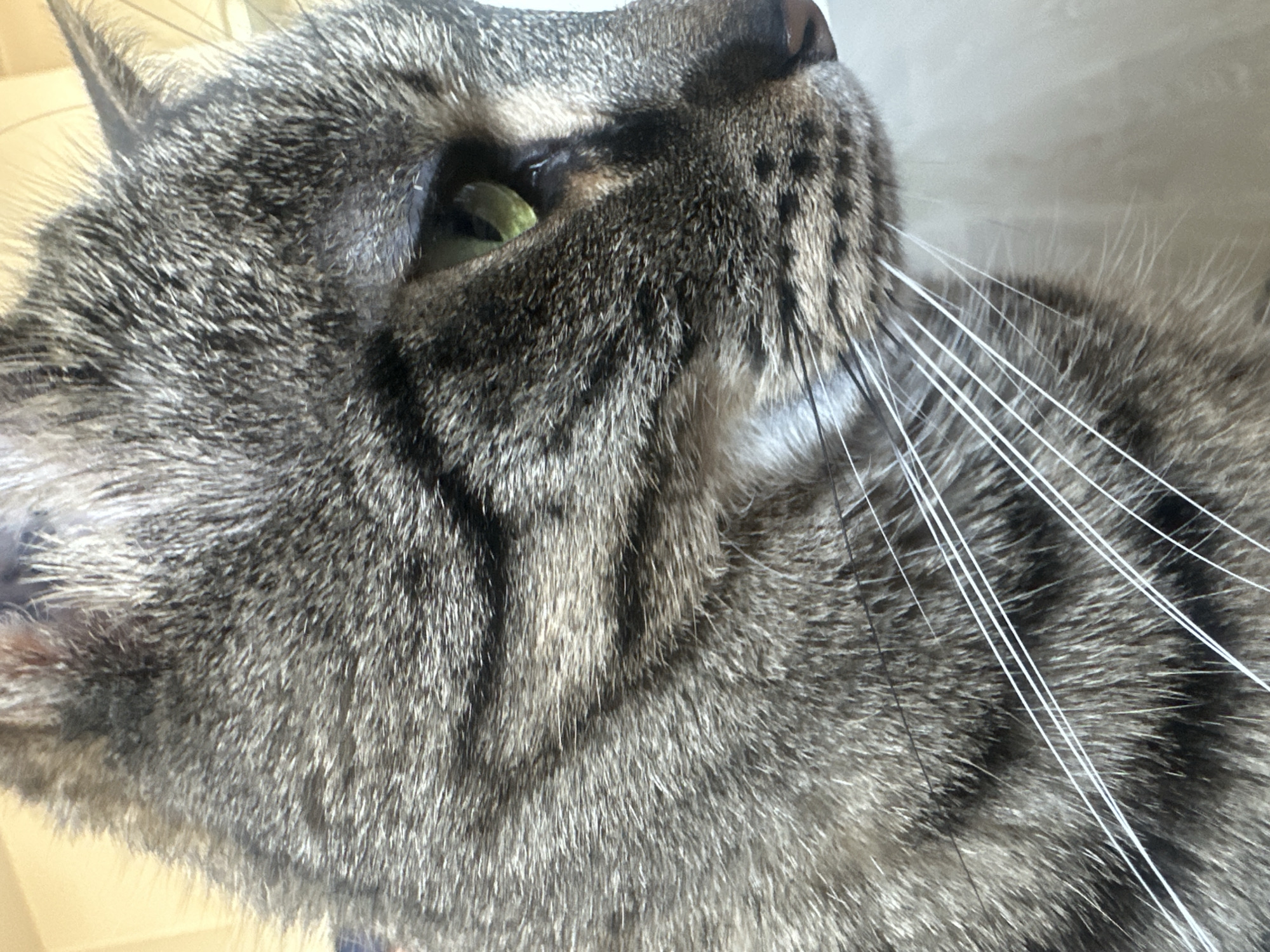 Tabby cat photographed in portrait session in Châtenay-Malabry