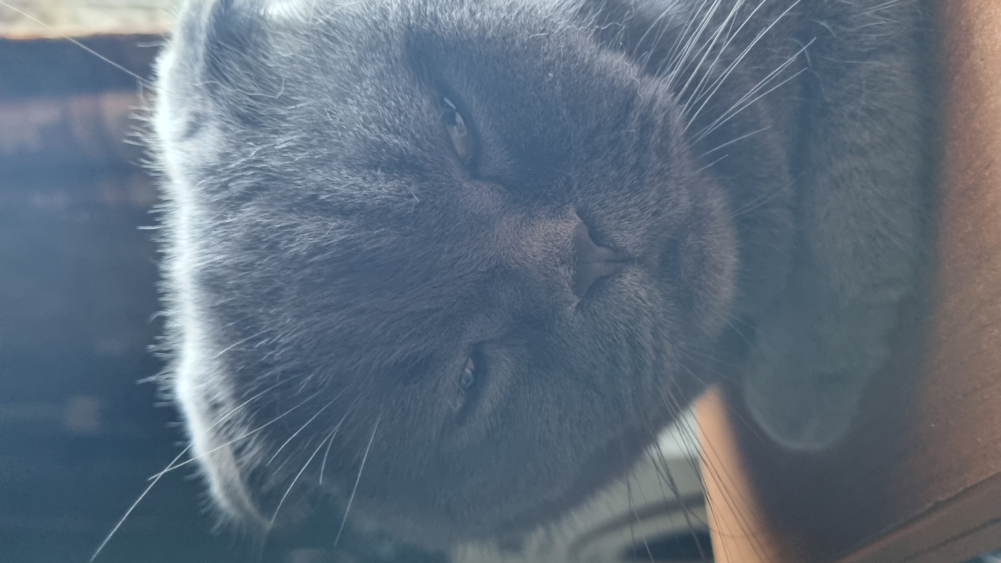 Lazy summer morning with a Scottish Fold cat in Vysokoe