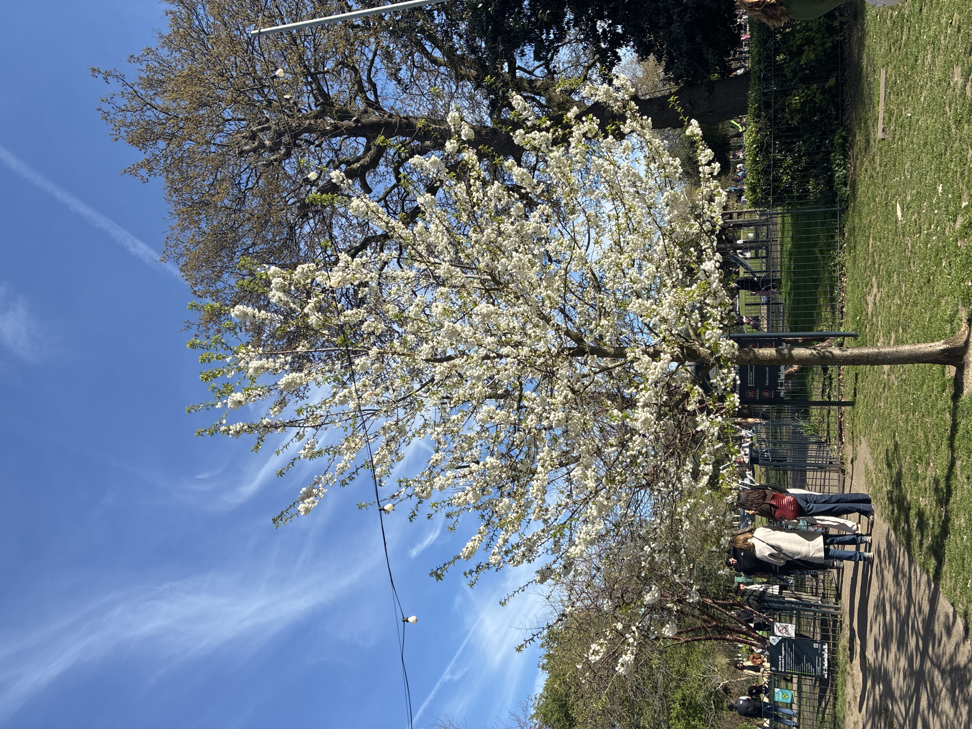 Spring afternoon documented in London park with blossoming trees