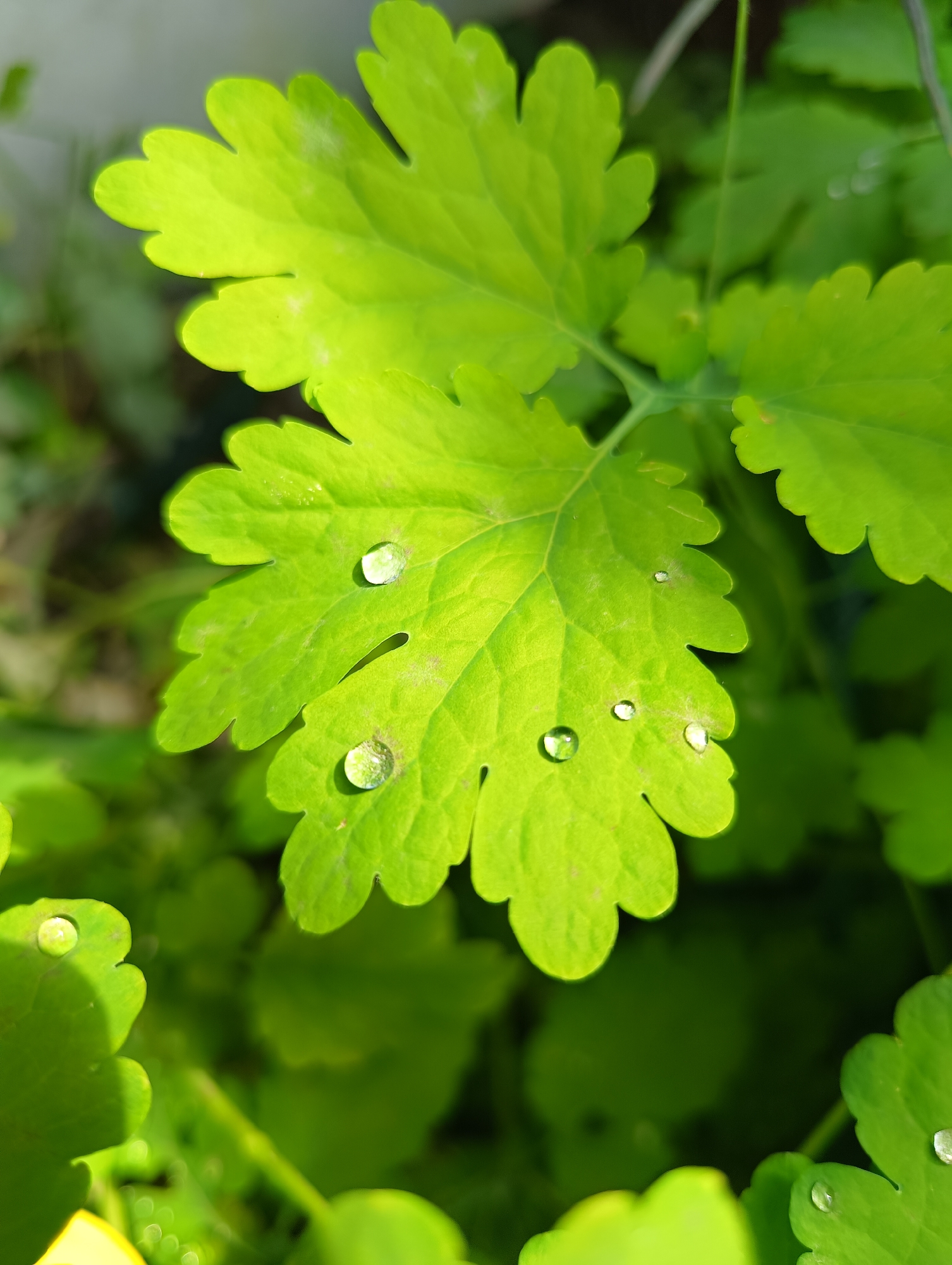 Nature study documented in Ukrainian garden over morning hour
