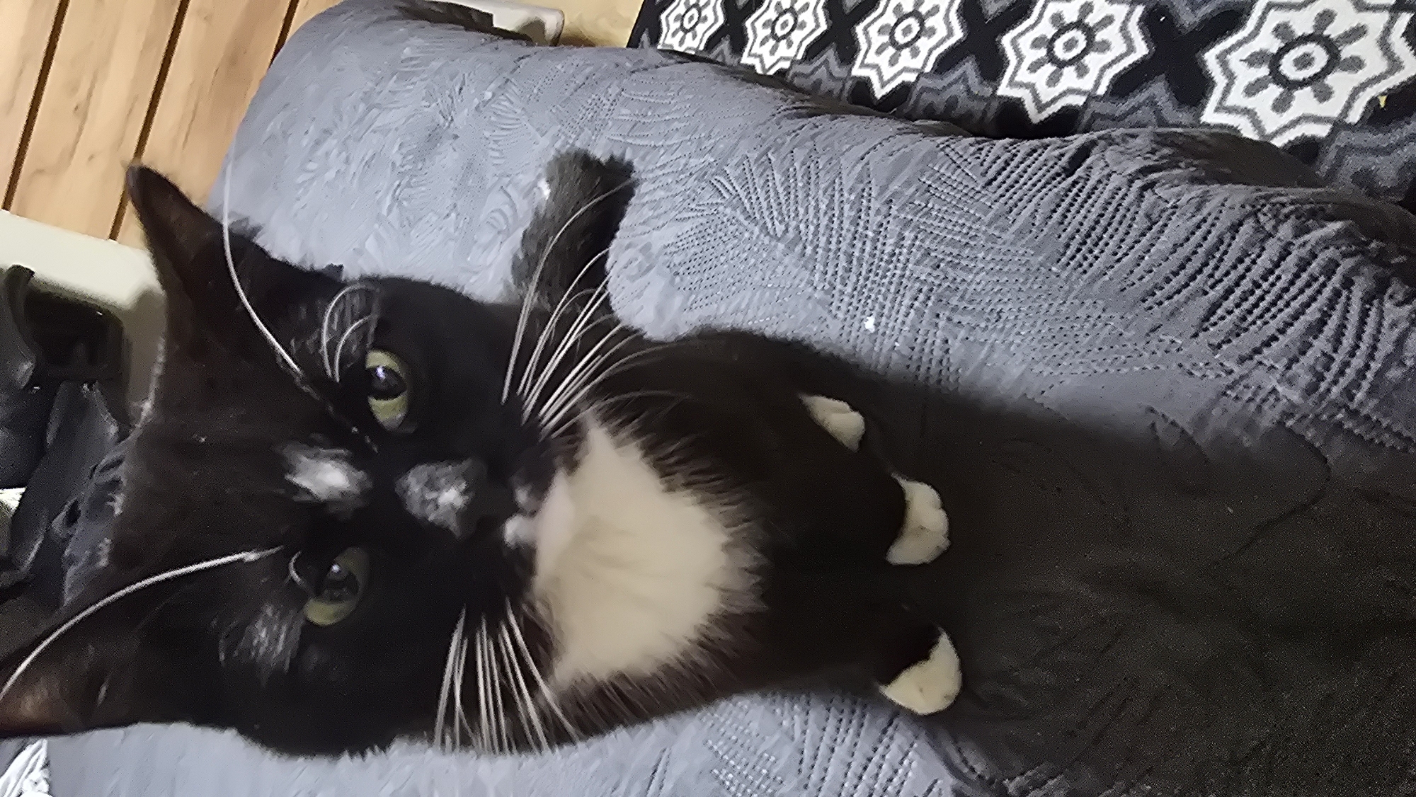 Cat rests on blanket in Helmond home