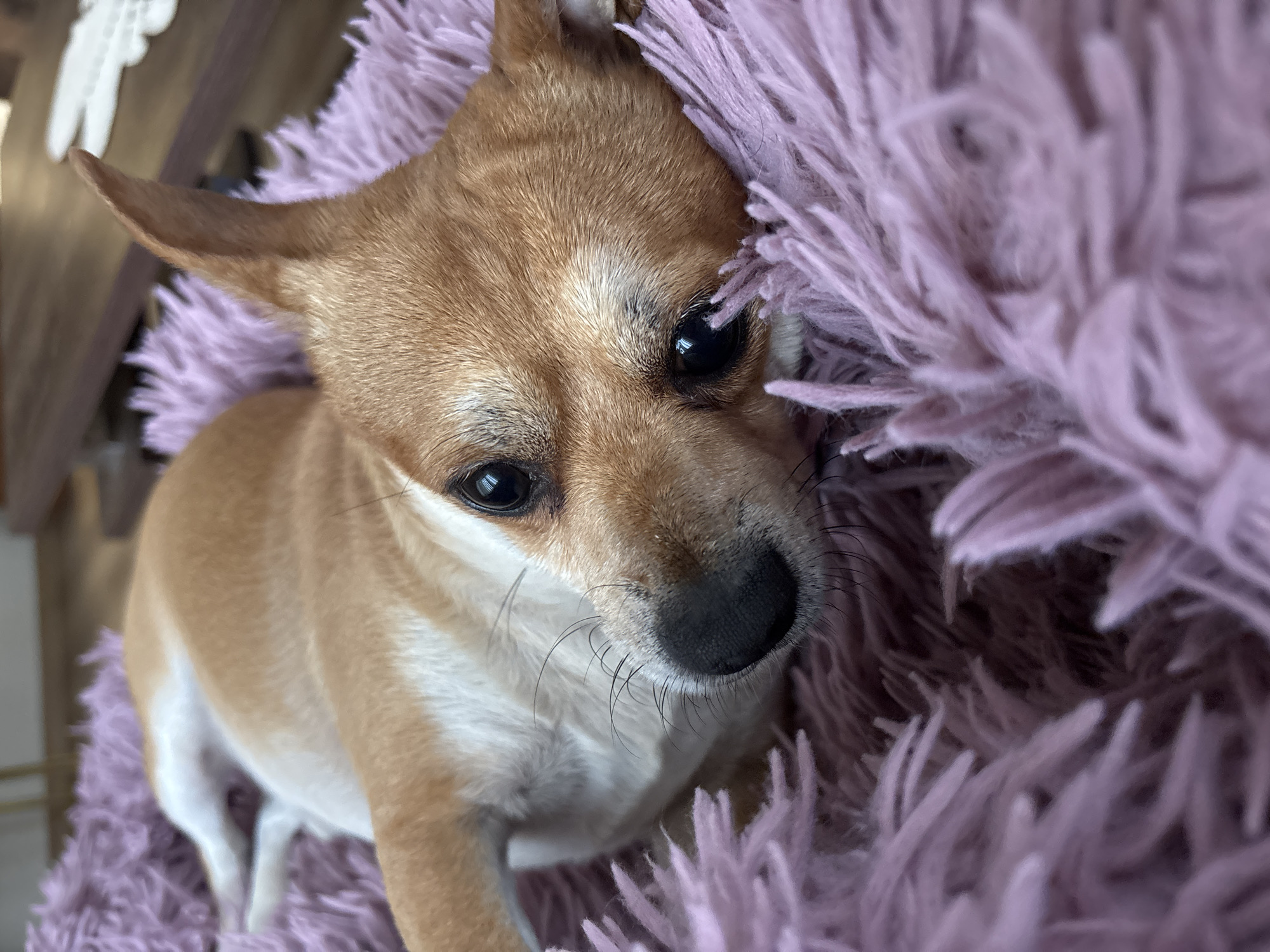 Pet Chihuahua photographed at home in Kuklen, Bulgaria