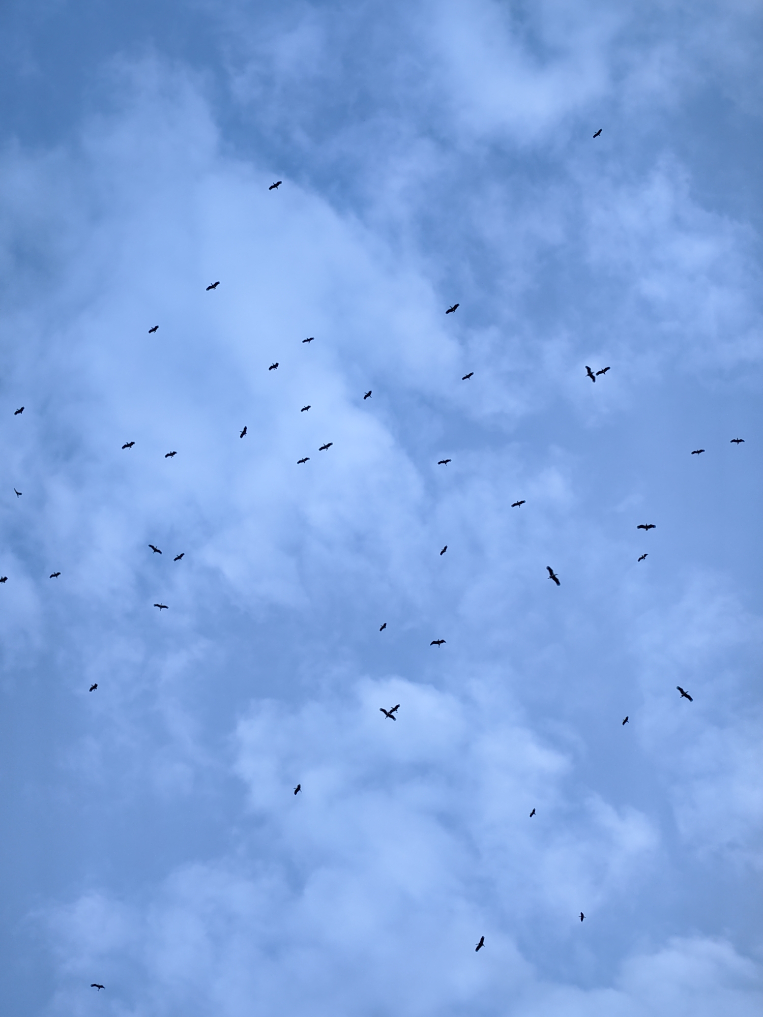 Birds spotted flying over overcast skies in Bulgaria