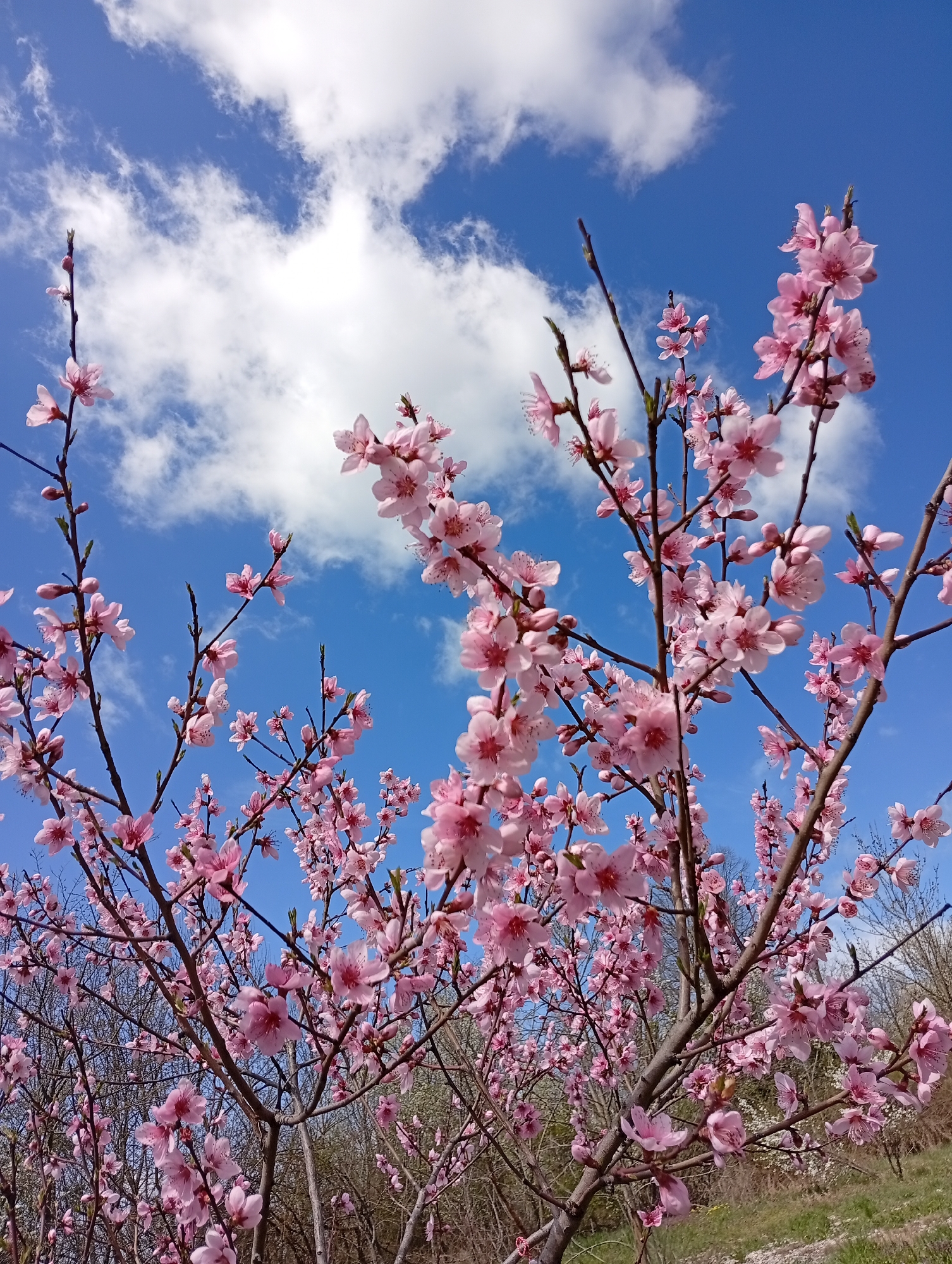 Spring blooms captured in Popovo, Bulgaria