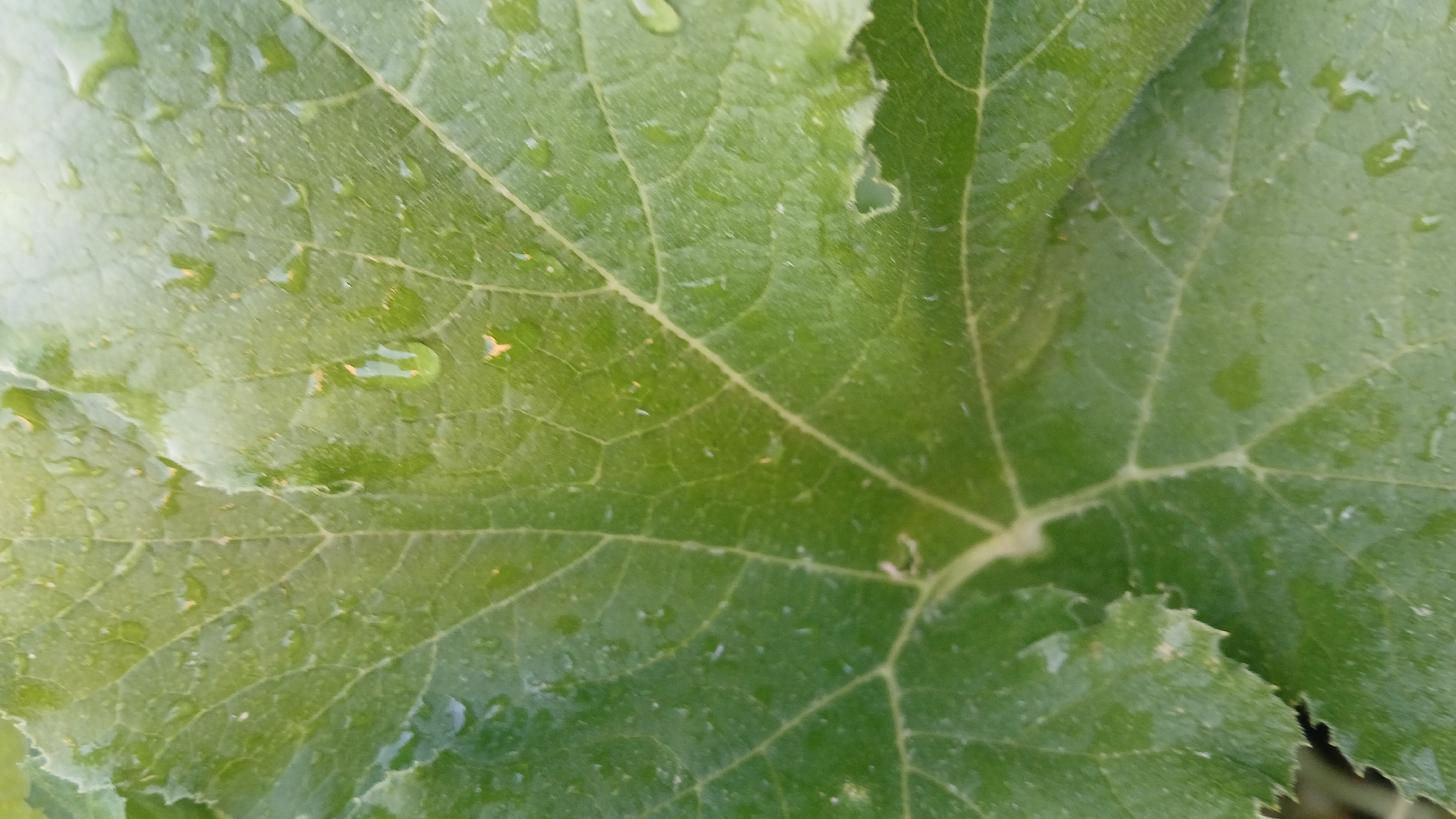 Up-close tour of a watered kitchen garden in Astana