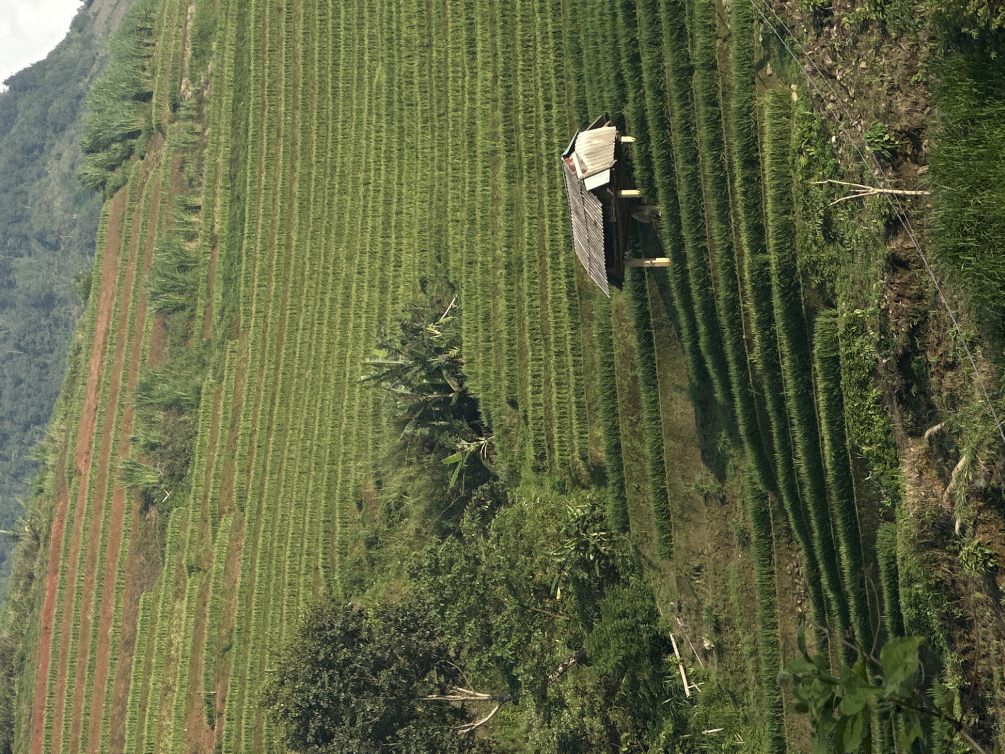 Rural Vietnamese landscapes captured in terraced fields, waterways