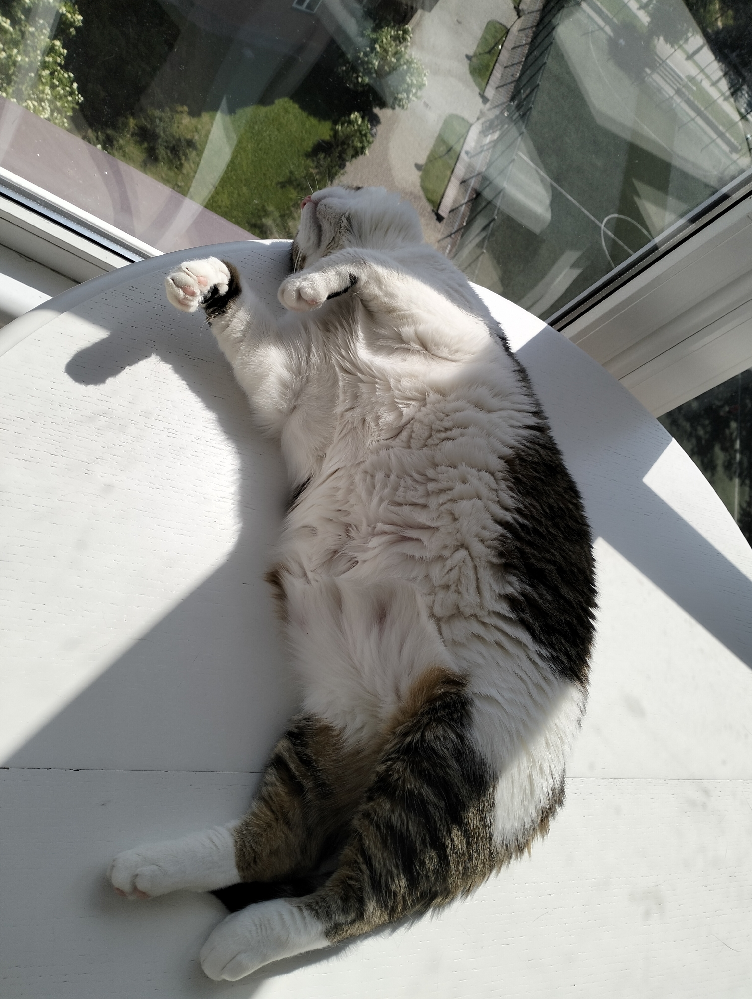 Woman takes selfies while cat lounges in Krykhivtsi home
