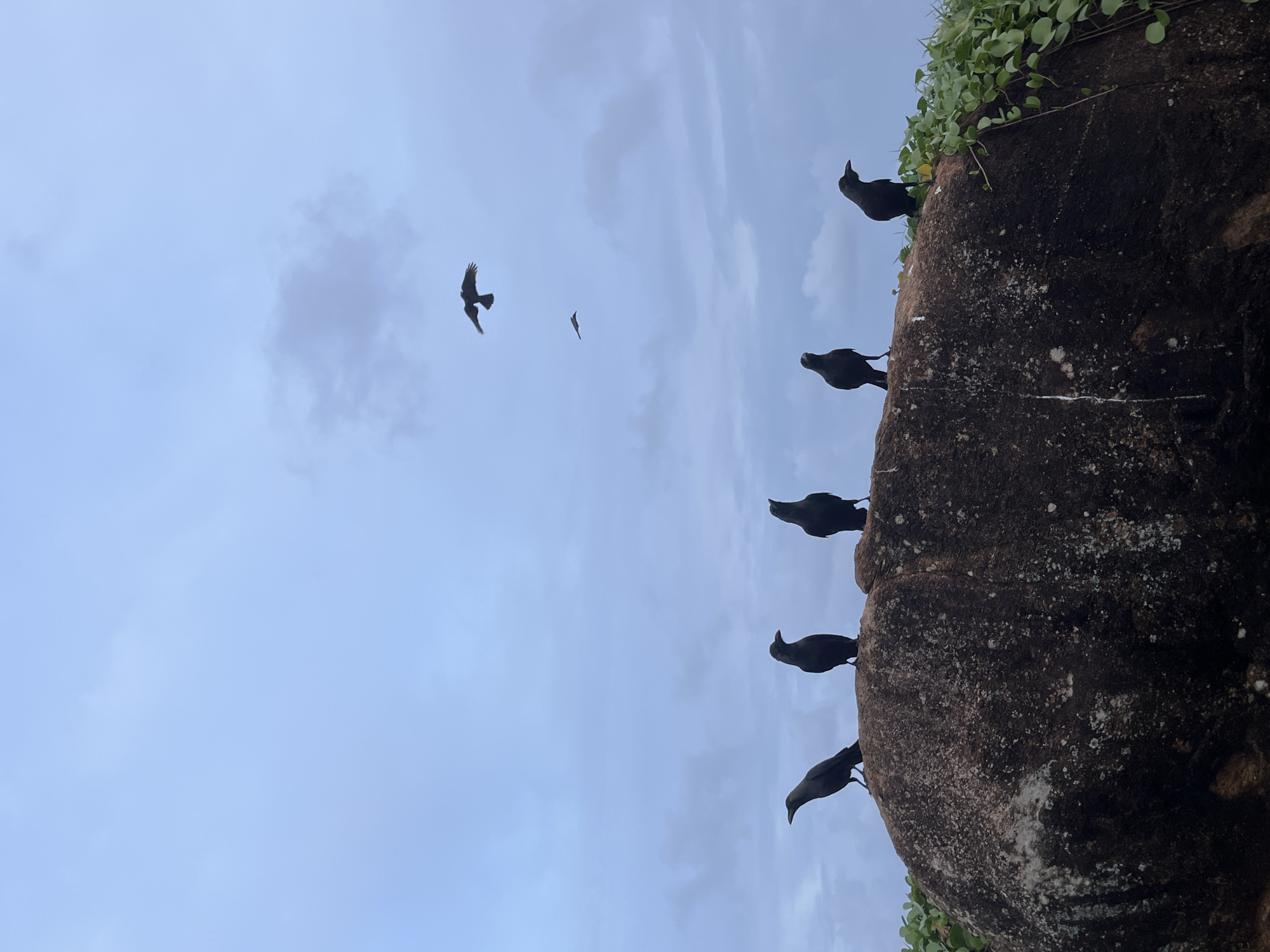 Birds flock along Thalaramba's rocky coastal shoreline