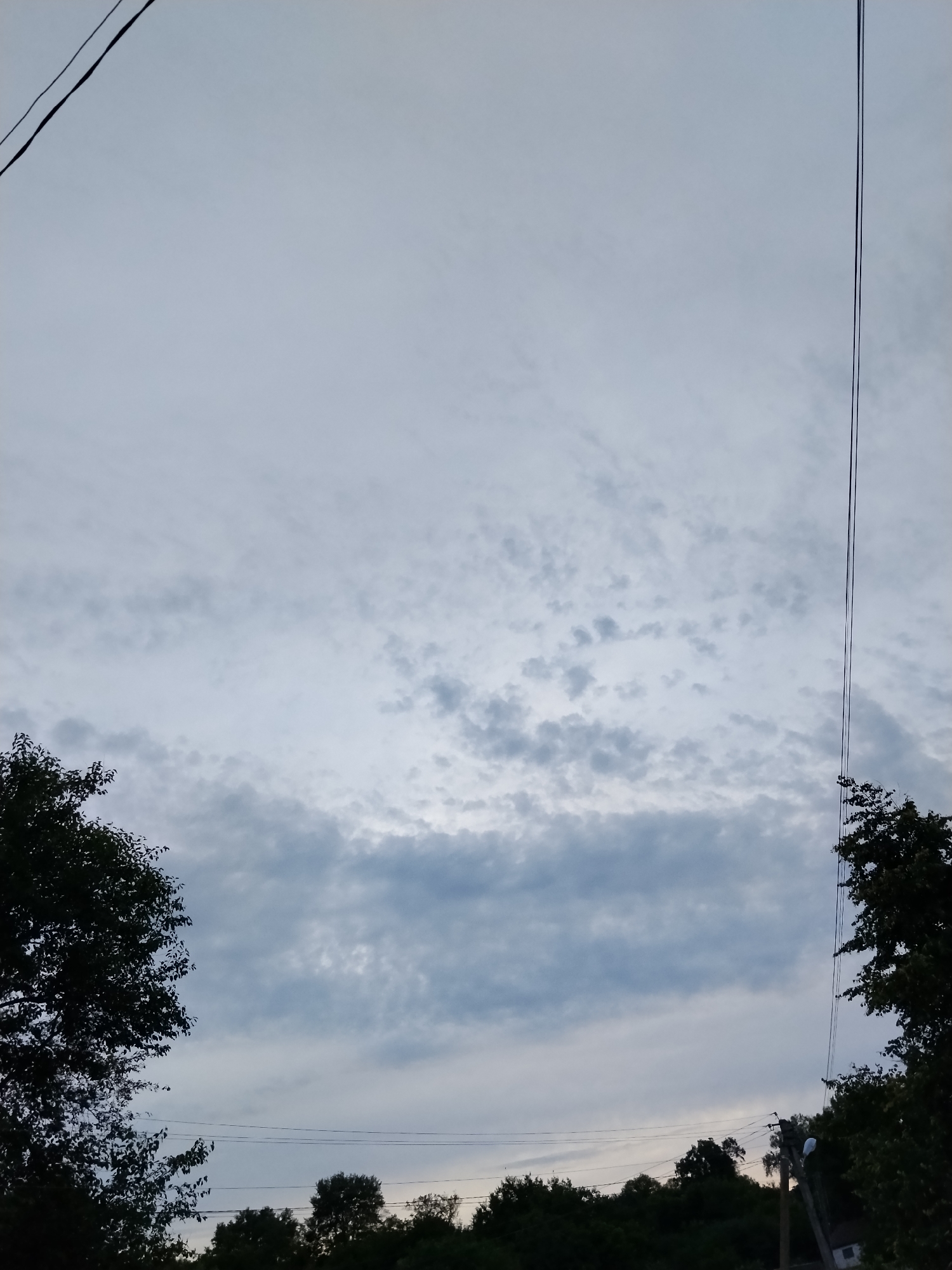 Bees, a sleeping cat, and tobacco fields on a cloudy afternoon