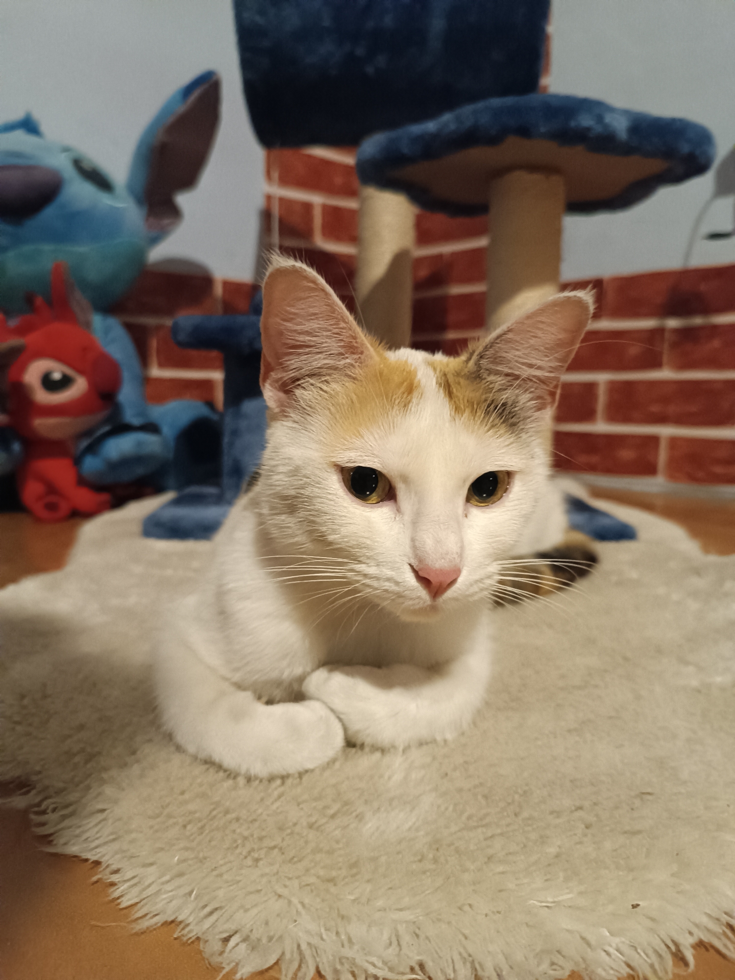 Cat observes art creation in Italian home studio