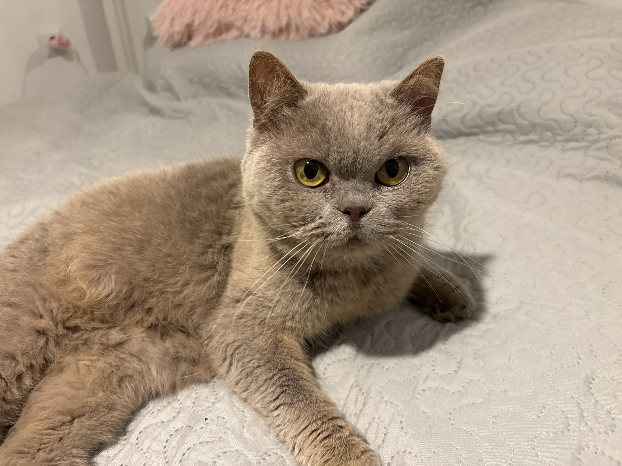 British Shorthair cat spotted resting on bedspread in Burgas