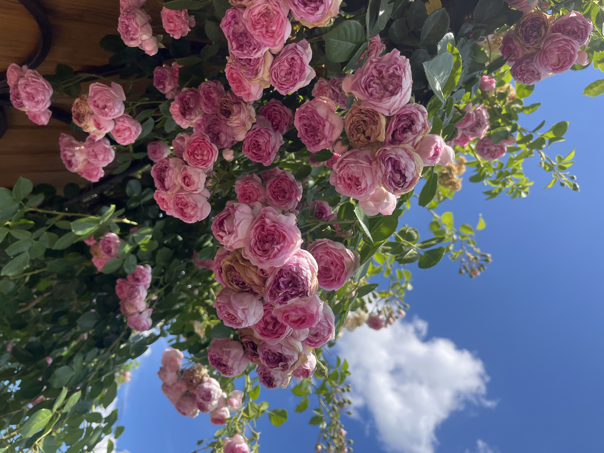 Morning garden and market scenes documented in Tikhoretsk, Russia