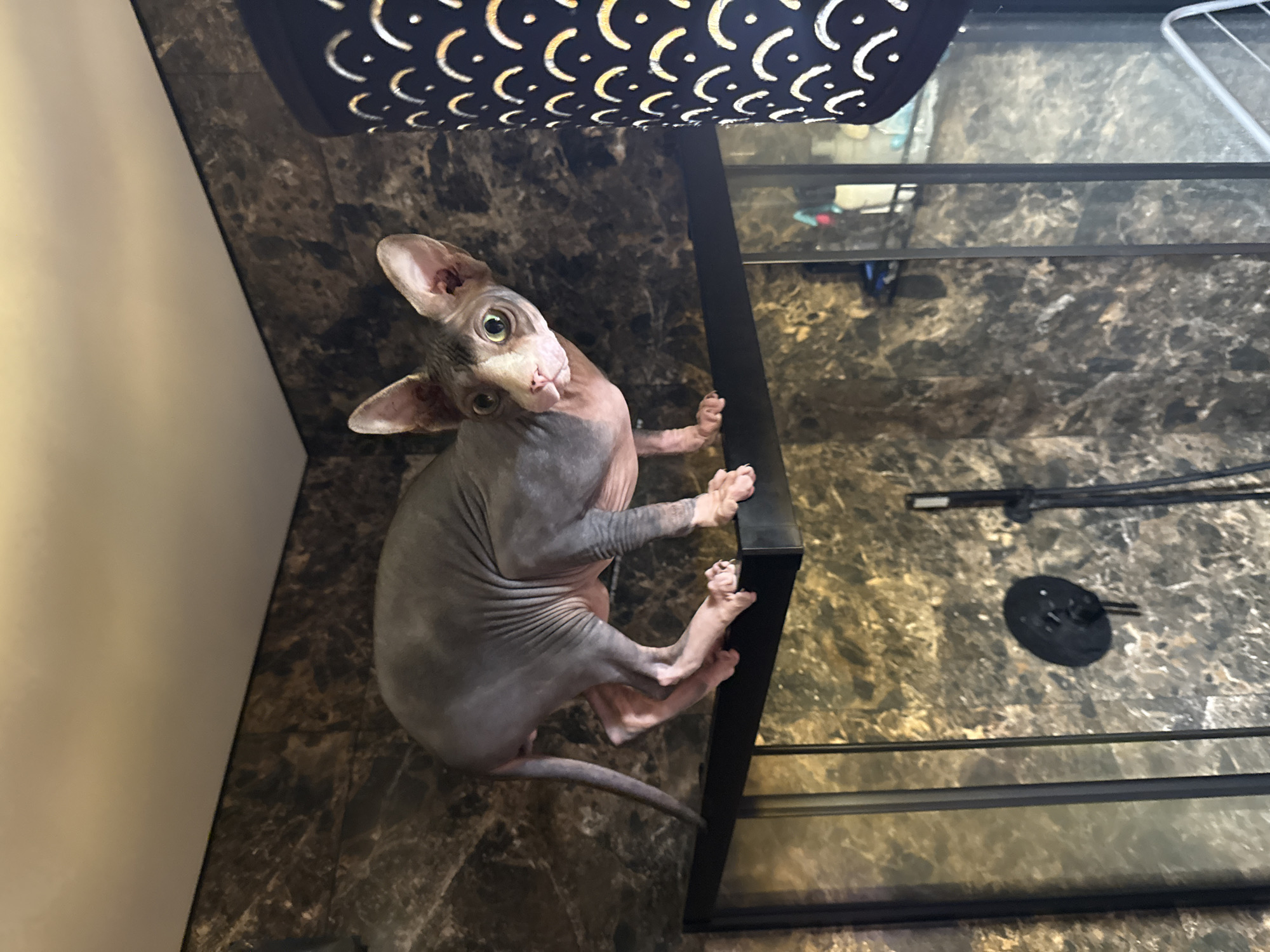 Sphynx Cat Explores Bathroom Fixtures in Ukrainian Home