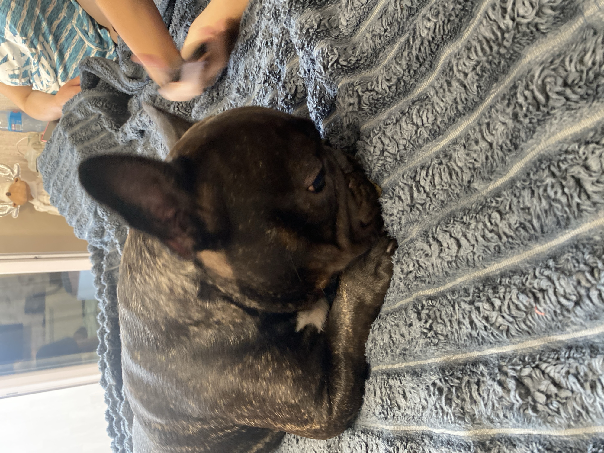 Lazy morning with a French Bulldog in Kamianske