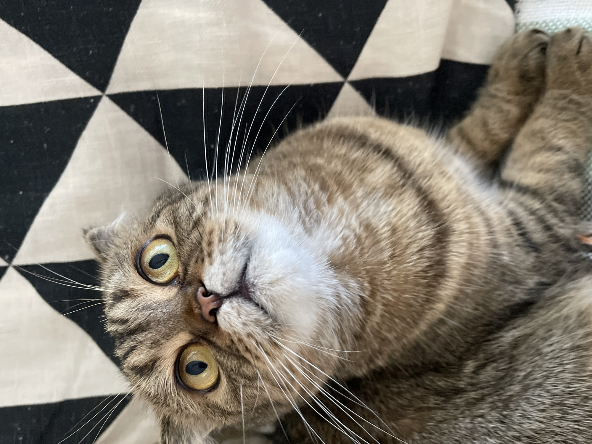 Scottish Fold tabby cat lounging in Dzerzhinsk, Russia