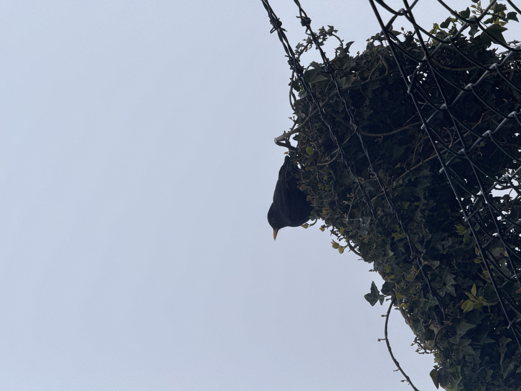 Witness documents foggy hillside with survey markers and wildlife