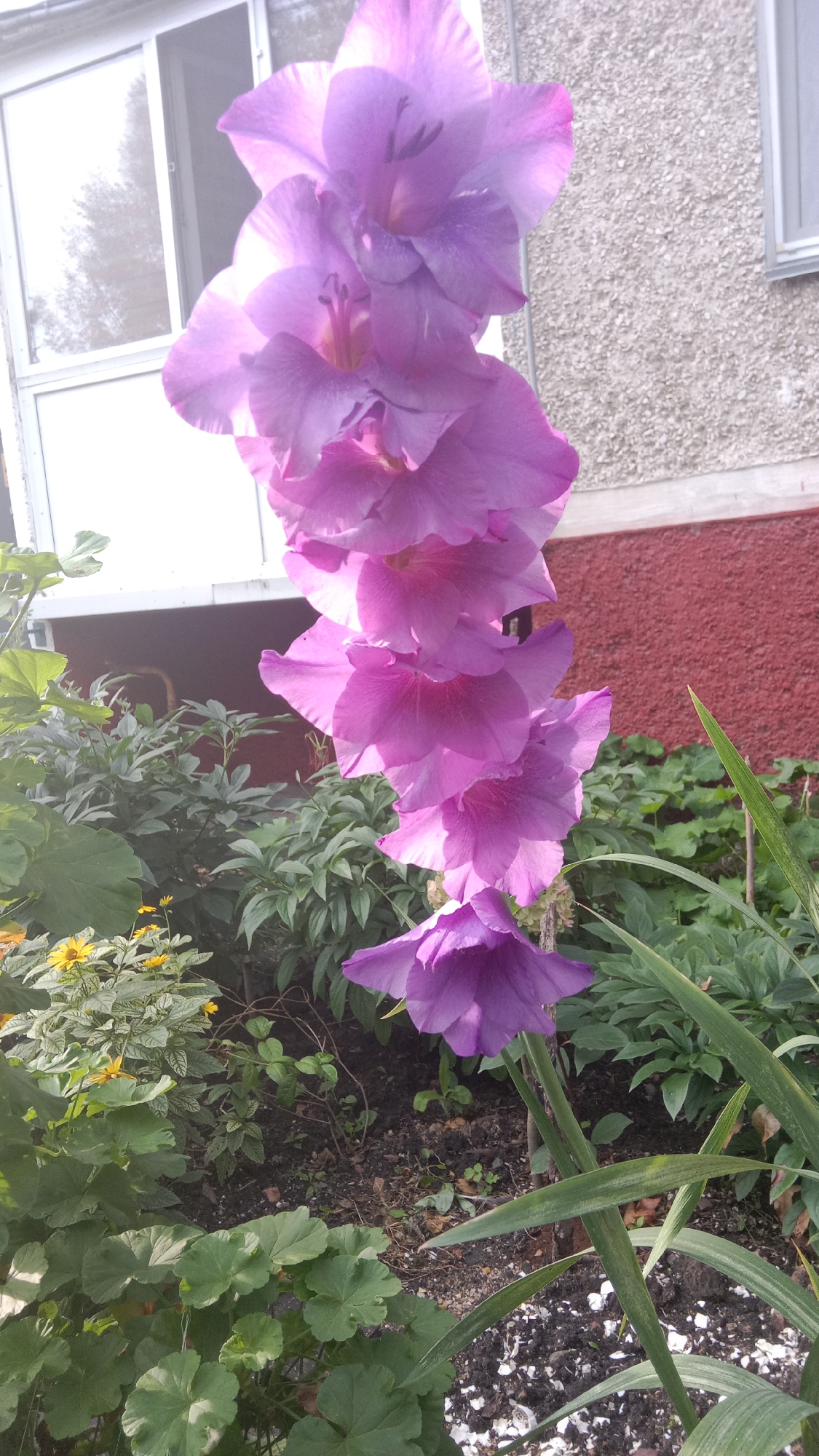 Late summer garden flowers in full bloom, Petropavl