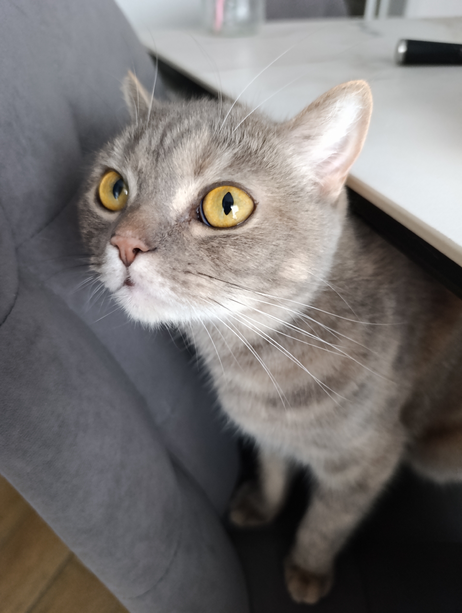 Woman's morning routine with tabby cat captured in Chaikovsky