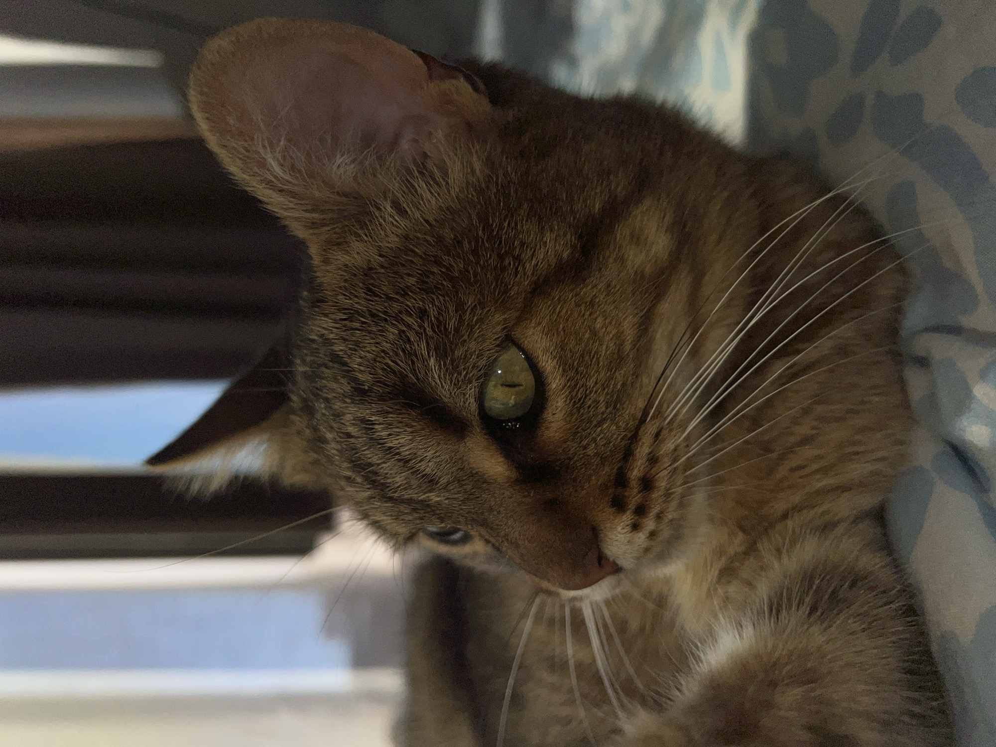 Tabby cat enjoys lazy afternoon on bed in Netherlands
