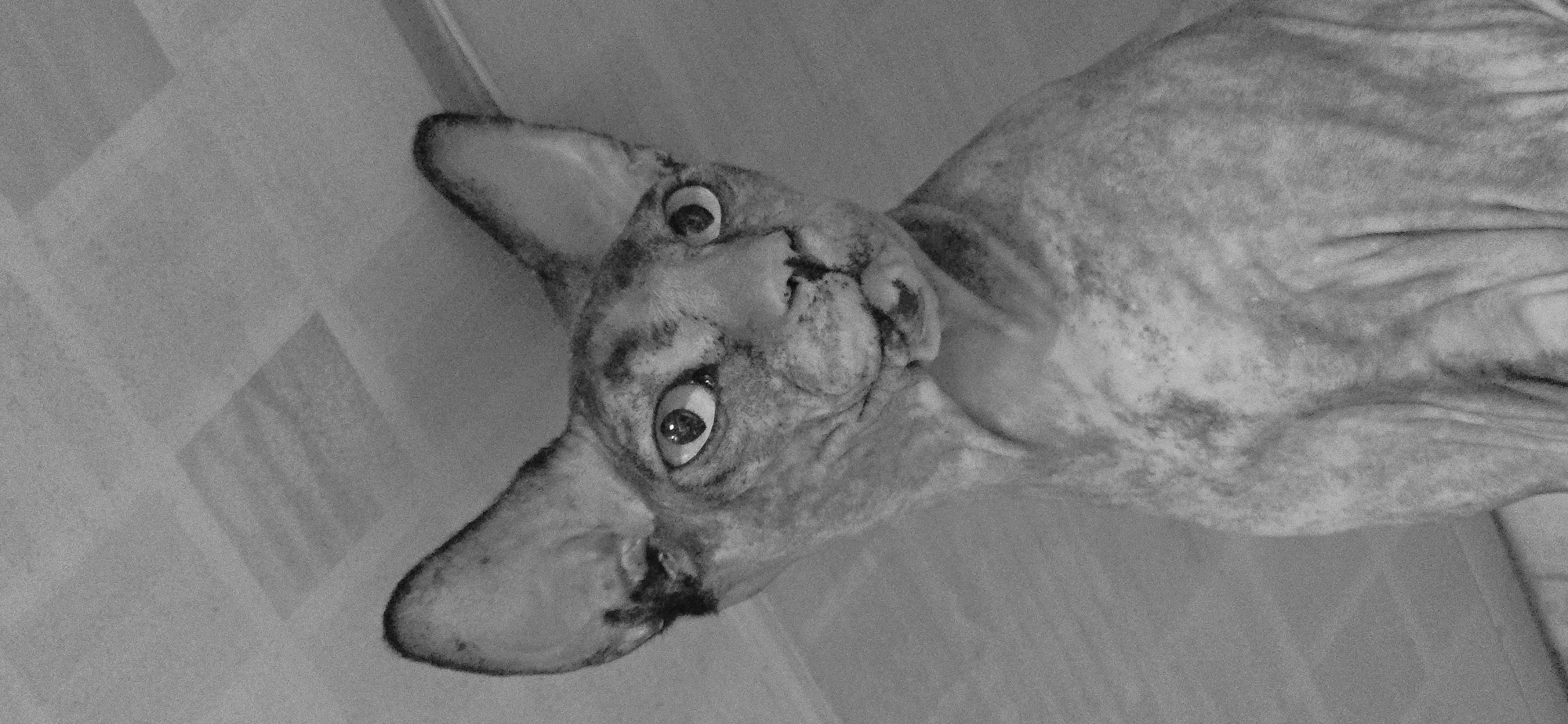 Sphynx cat at home in Baku, an afternoon in portraits