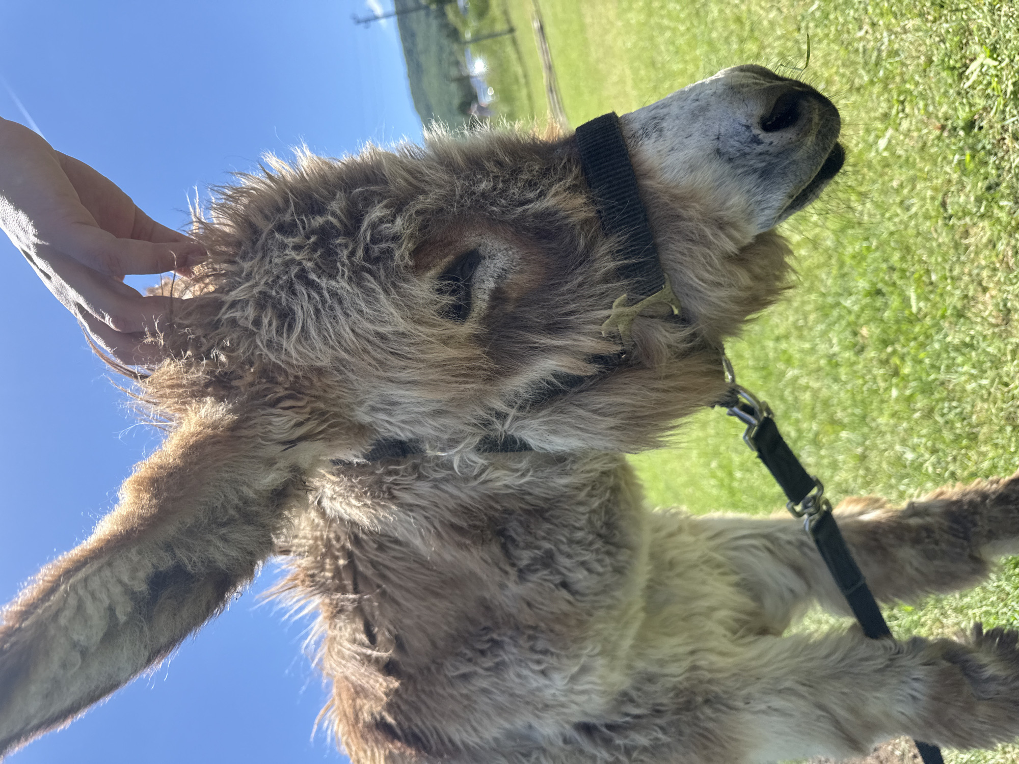 Farm animal encounters with ponies, donkeys, alpaca and emu