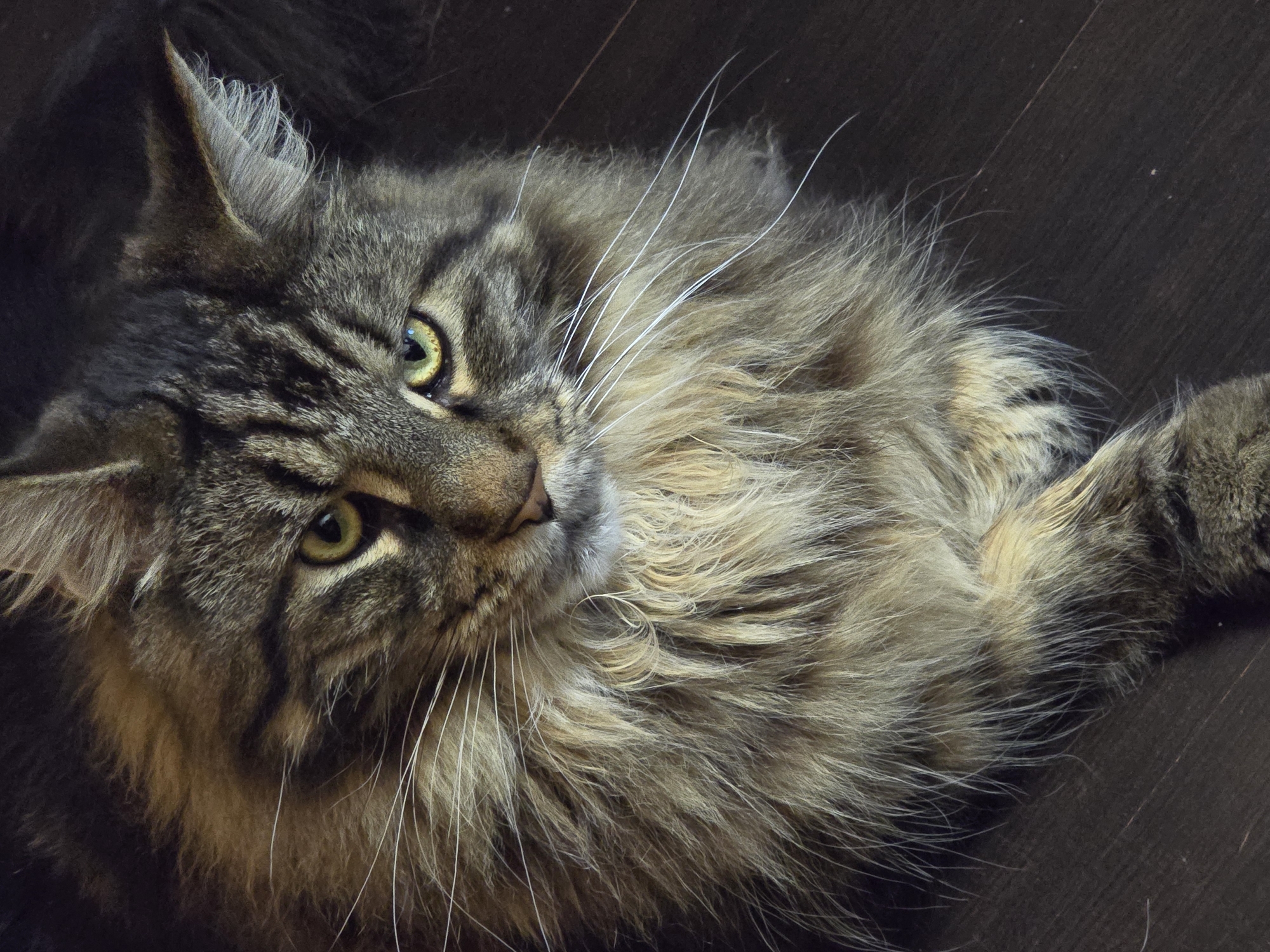Cats exploring and lounging in Krasnoyarsk home
