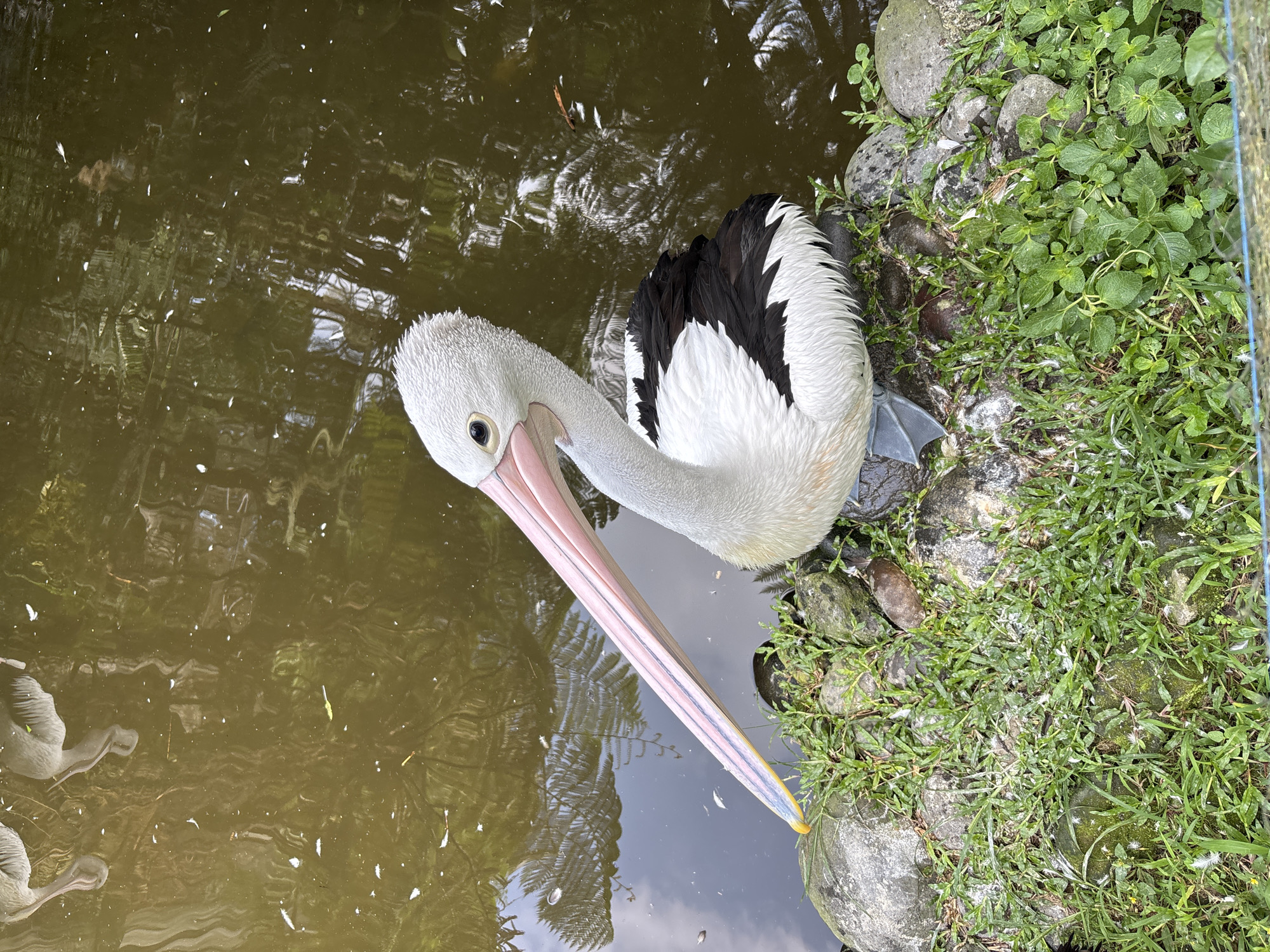 Australian pelicans at a Baturiti pond, Bali Butterfly Park