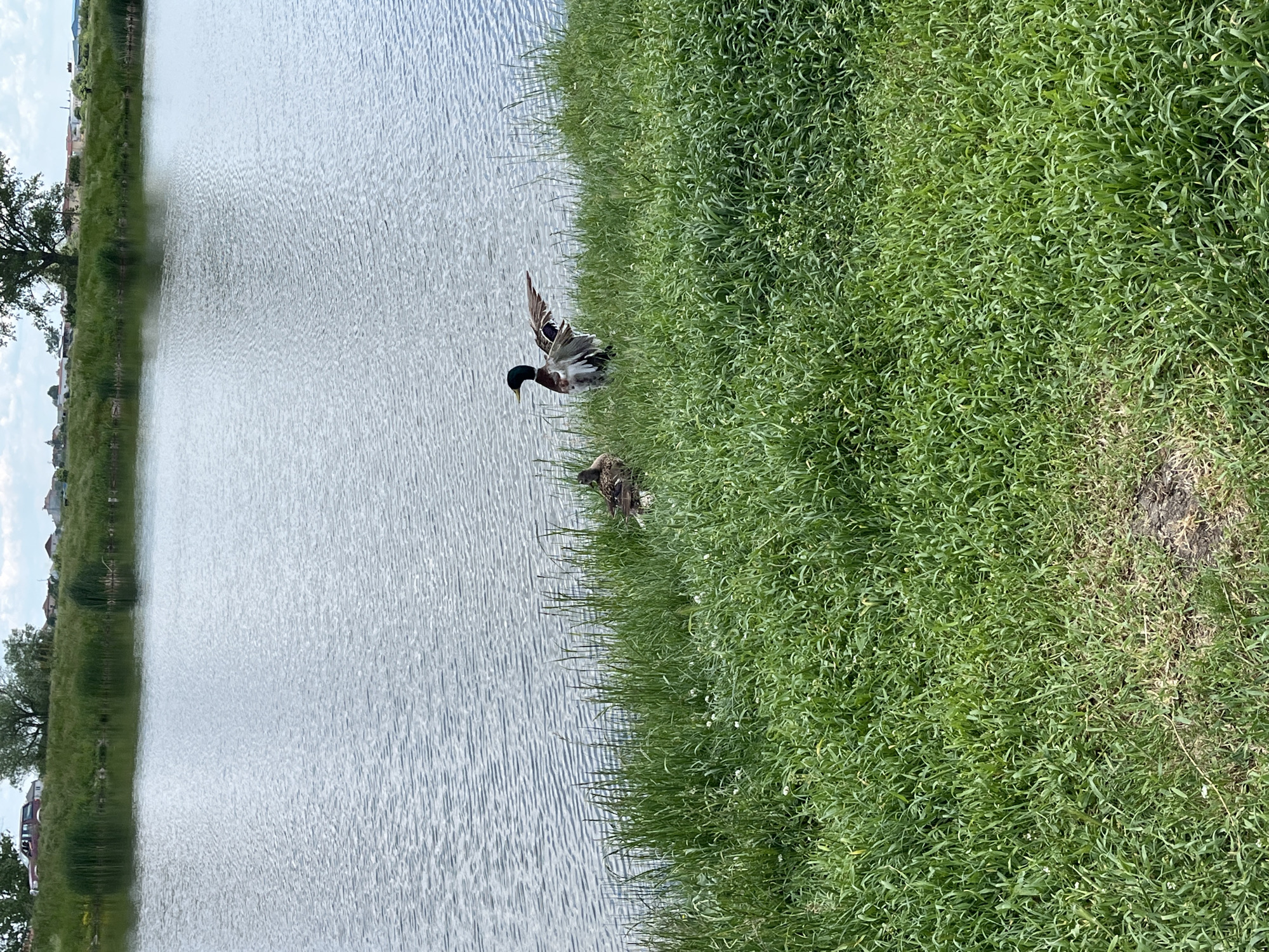 Bulgarian countryside scenes: ducks, scooter captured in morning observations