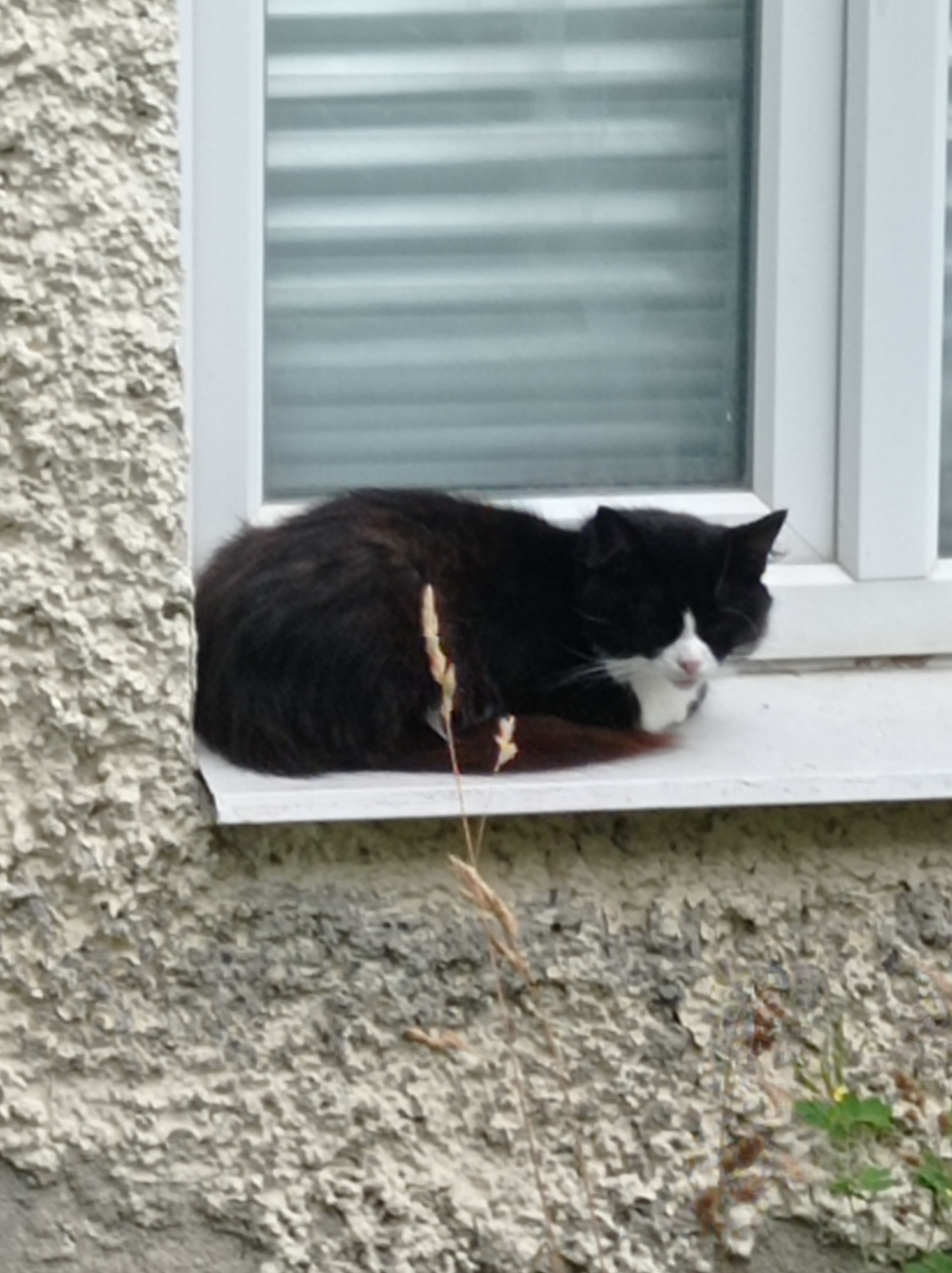 Cats, pastries, and a quiet corner of Degtyarsk