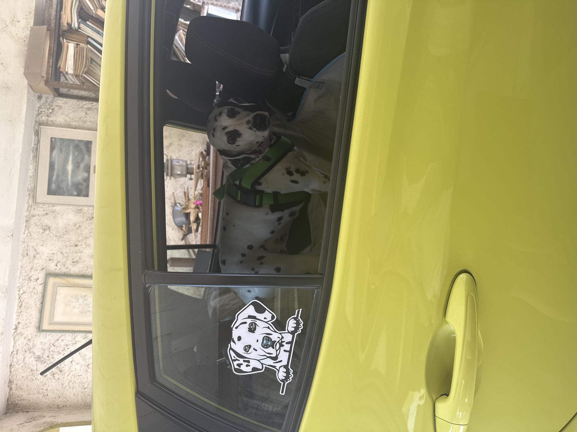 Woman and harnessed Dalmatian spotted in Xochitepec, Mexico