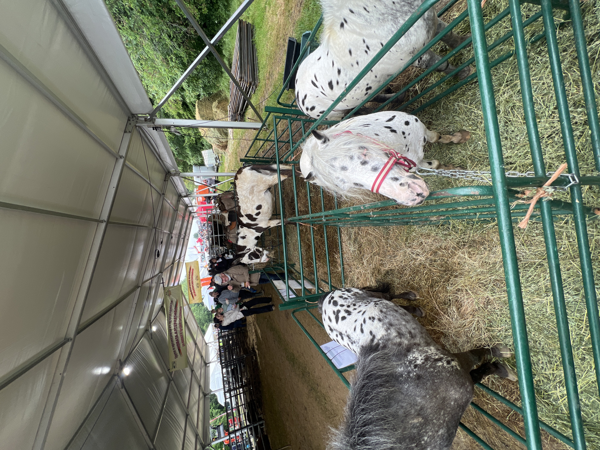 Farm animals displayed at sheep breeding festival in Bulgaria