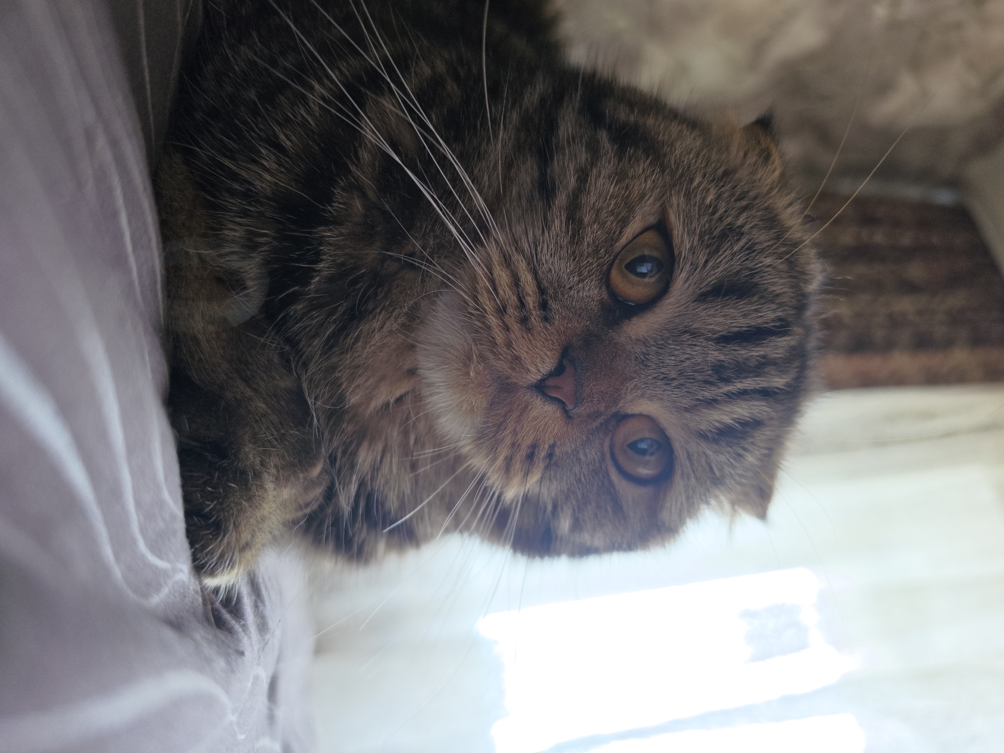 Scottish Fold cats at rest in a Chaikovsky home