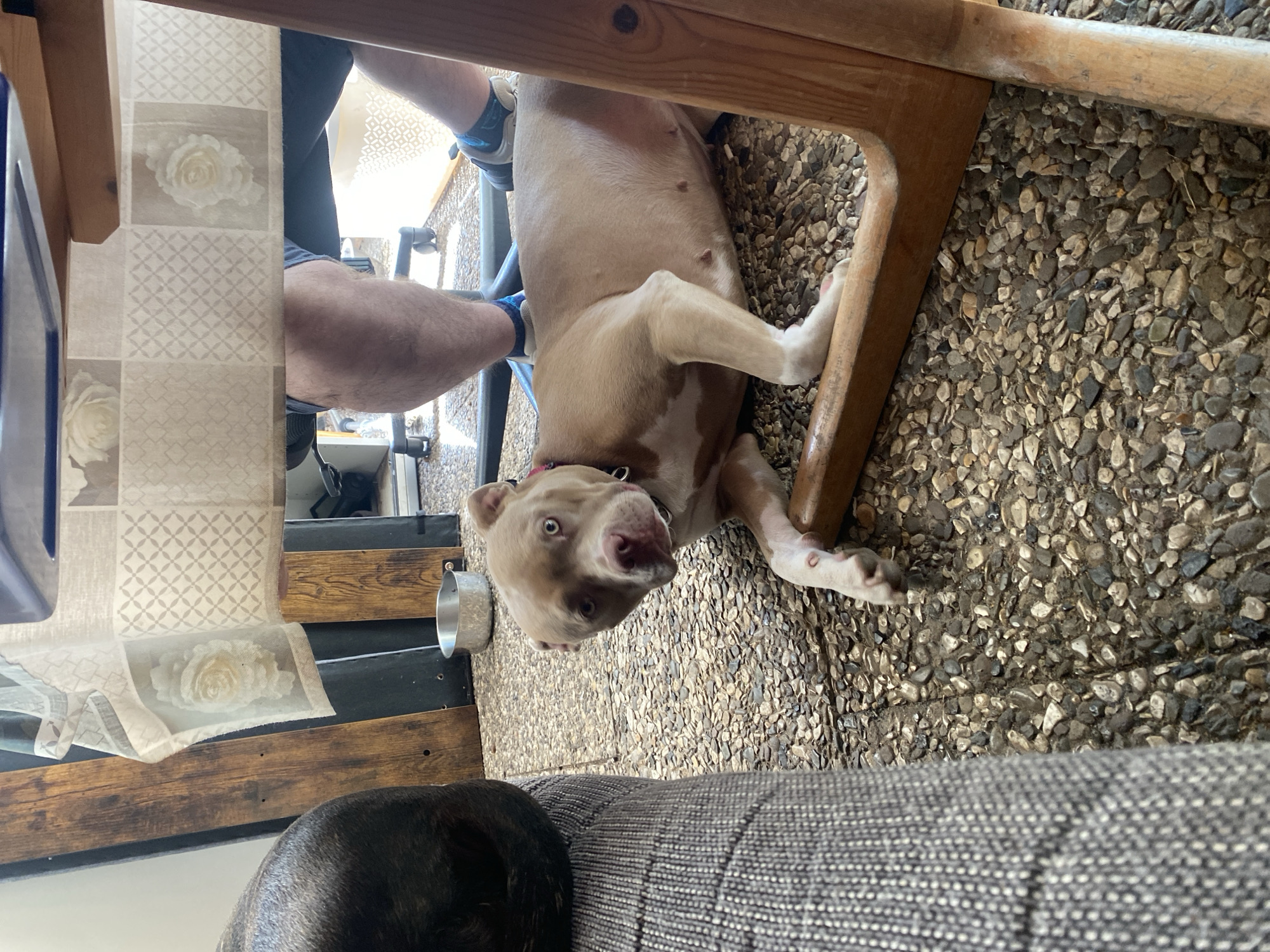 Person relaxes with two dogs on Hanover patio