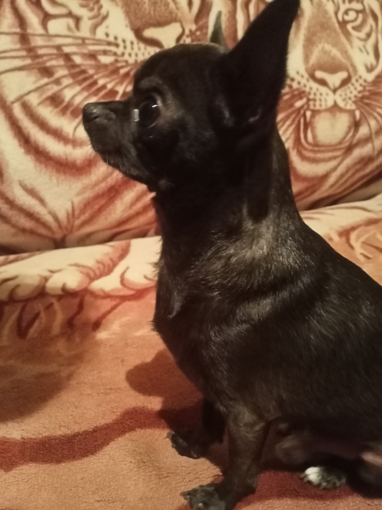 A chihuahua's quiet evening at home in Sokuluk