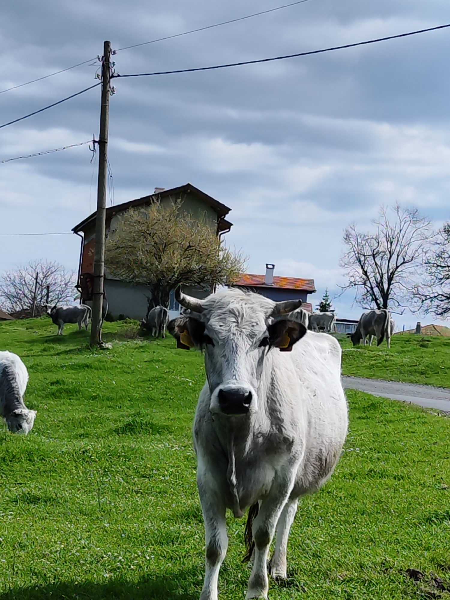 Cattle herd grazing in Bulgarian countryside captured by motorist