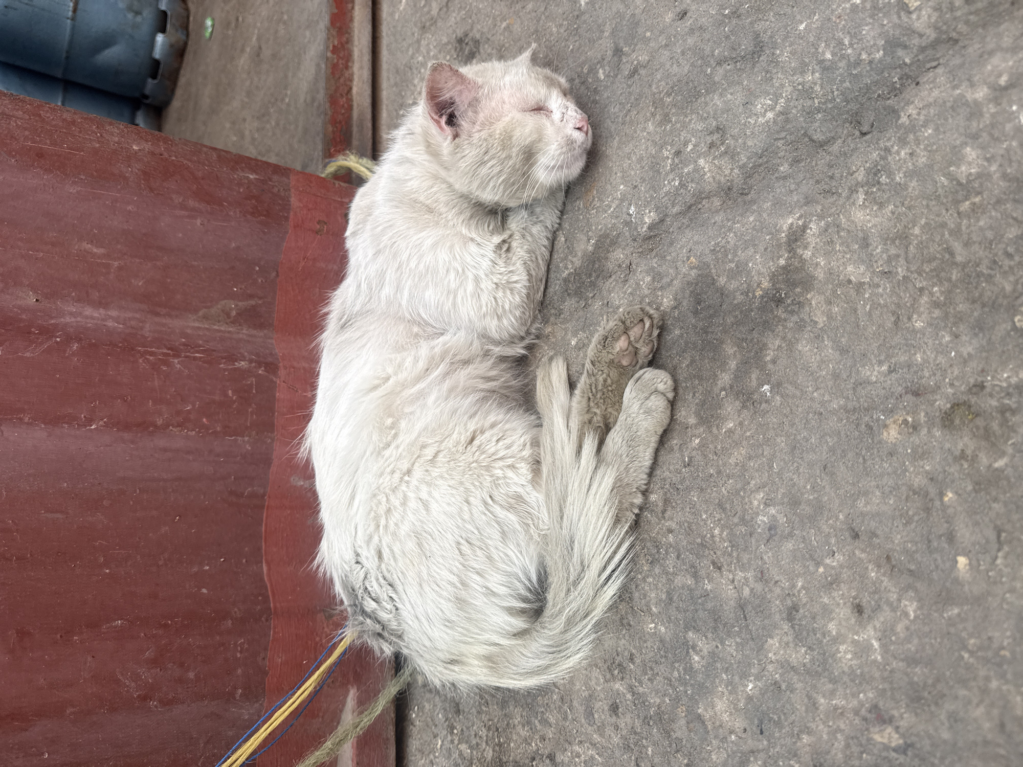 White cat sleeps on concrete near wooden structure in Safi