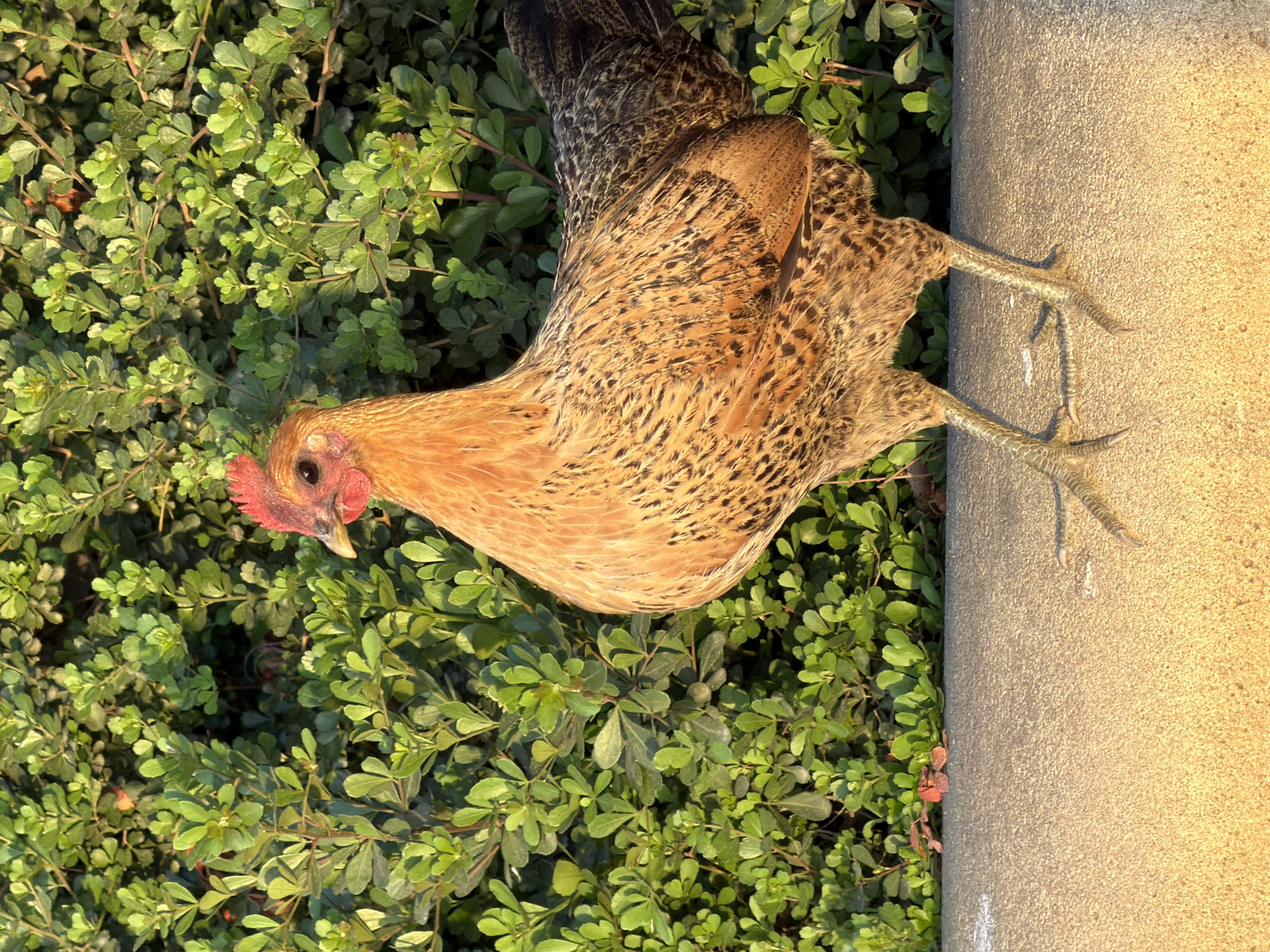 Urban wildlife spotted roaming Tel-Aviv streets, gardens Tuesday afternoon