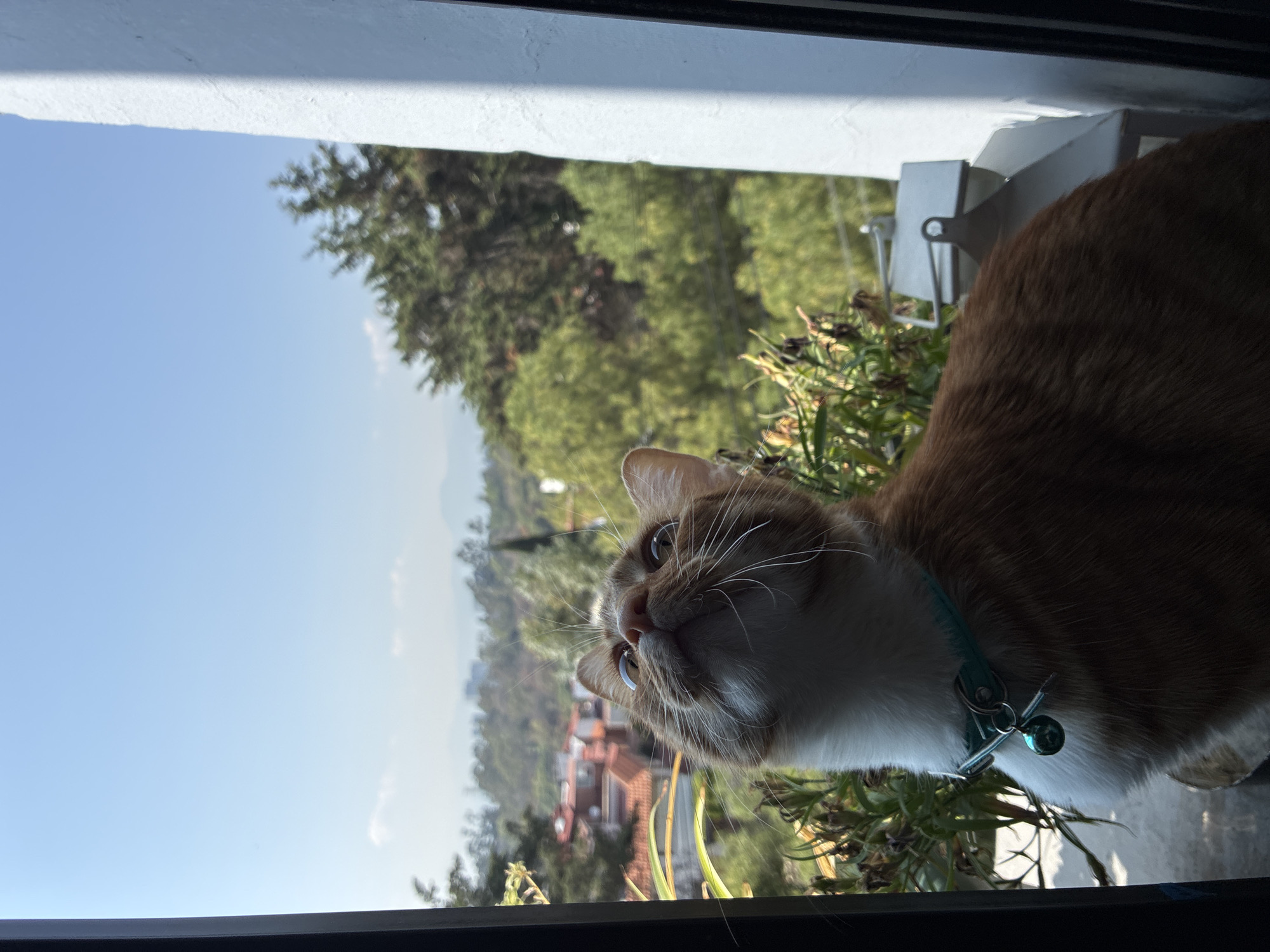 Cat spotted in Mexico City window overlooking residential neighborhood